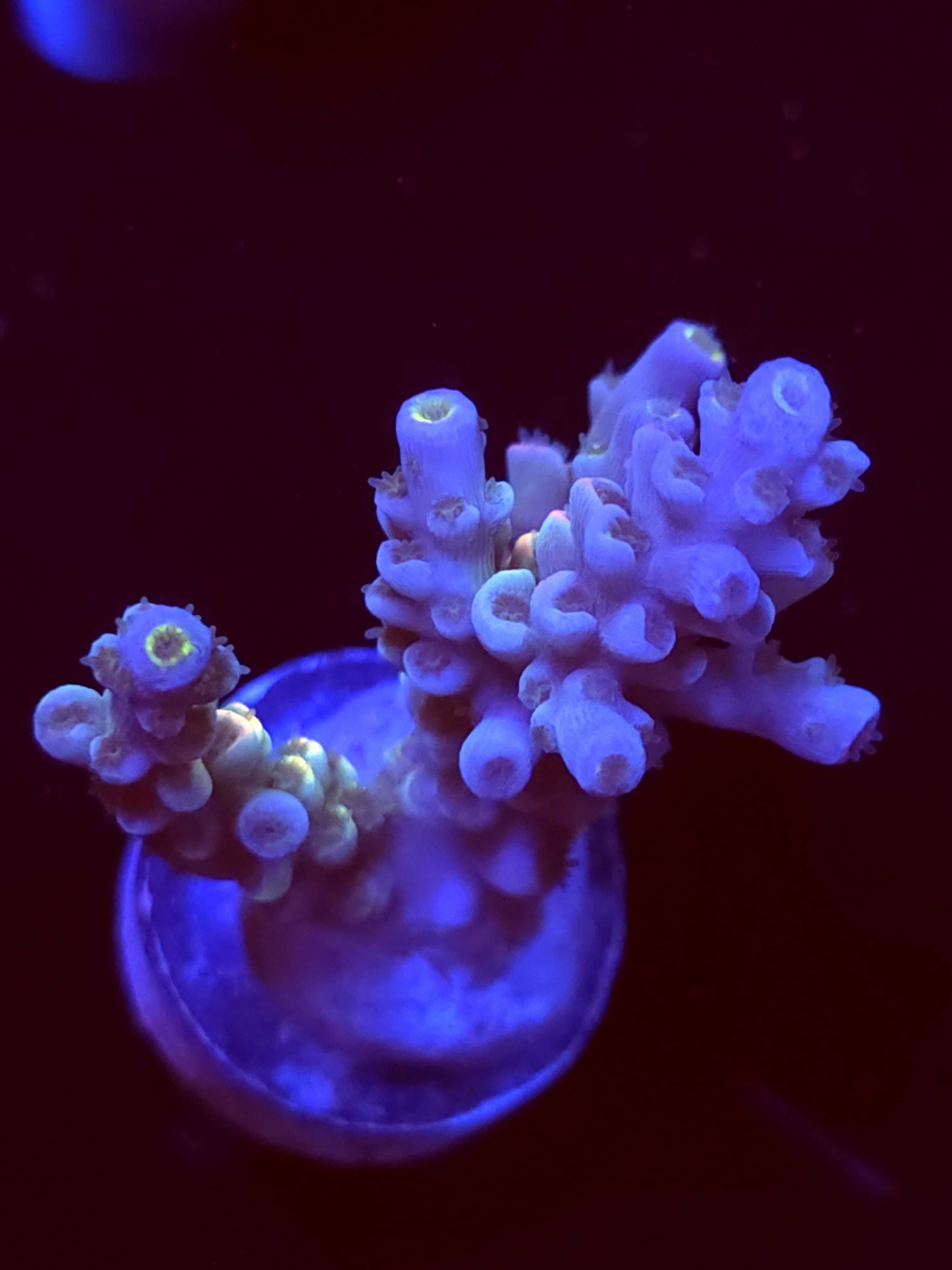 SBB "Vanilla Ice" Acro Medium 3 Branch