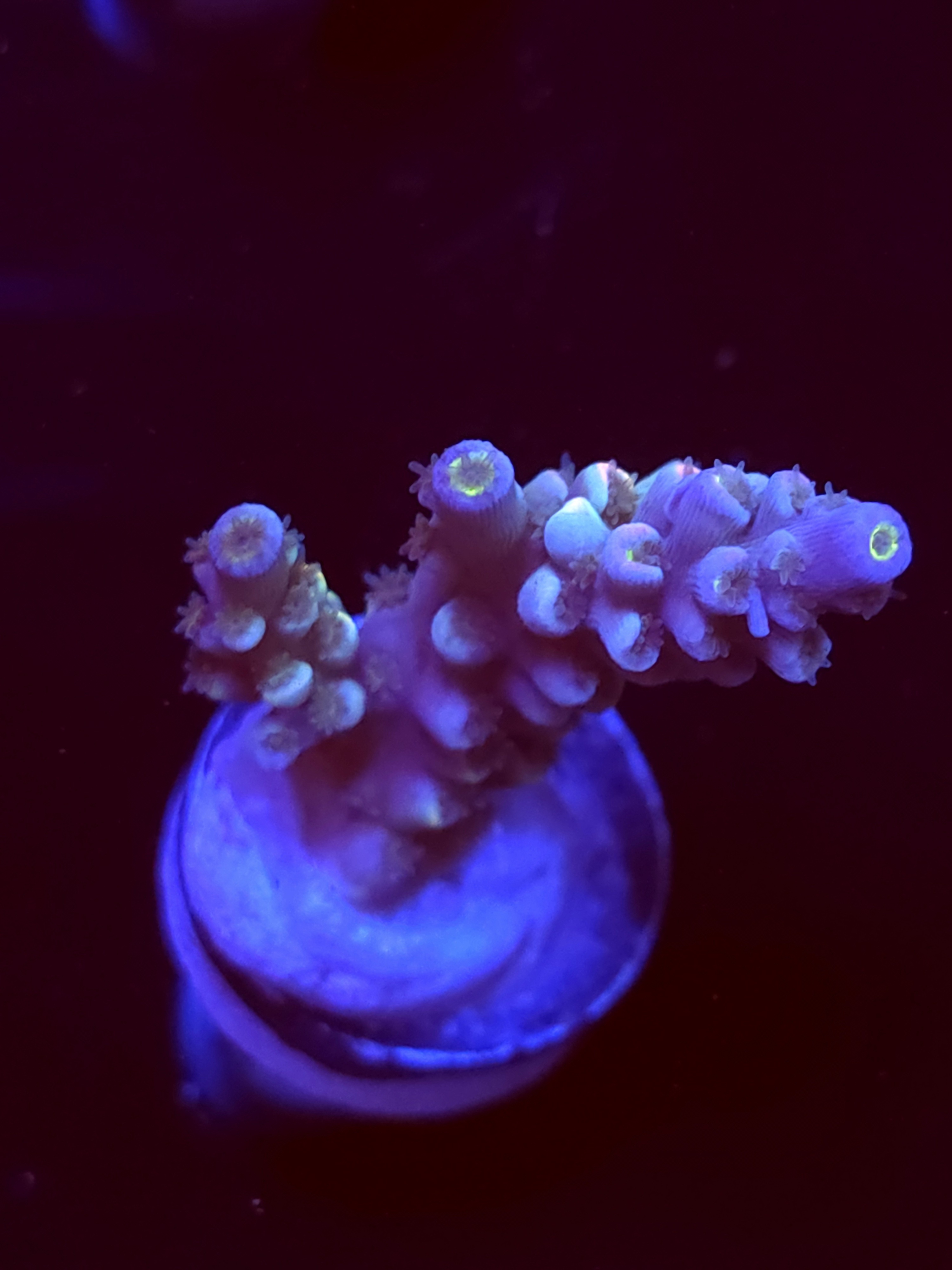 SBB "Vanilla Ice" Acro Medium 2 Branch