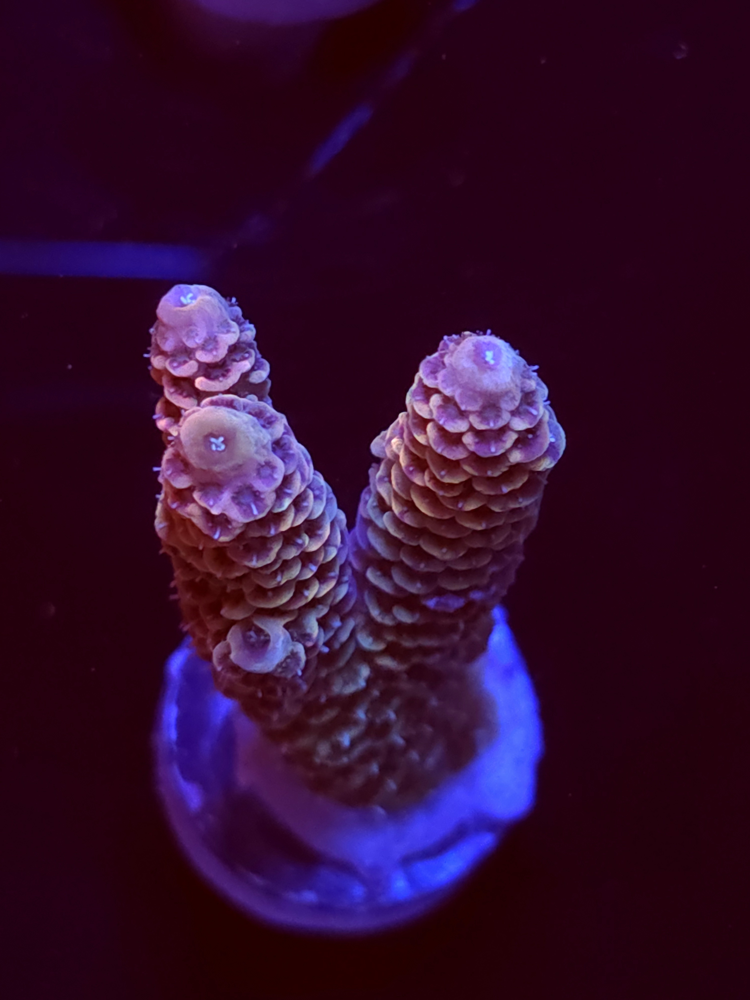 SBB "Mystery Signature" Acro Large 2 Branch