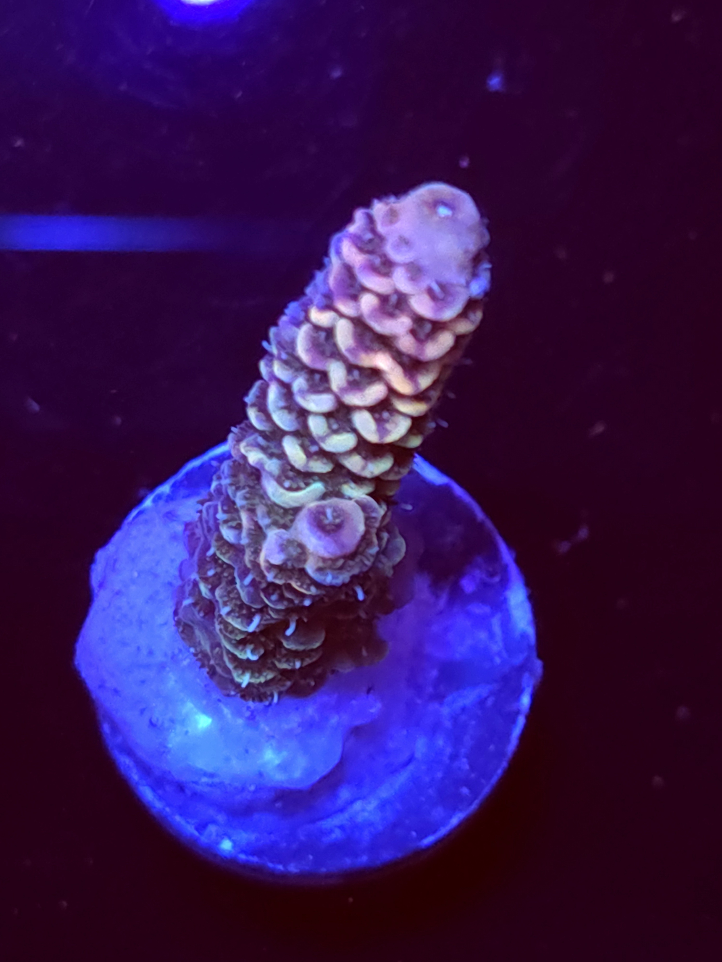 SBB "Frozen Flame" Acro Medium Branch