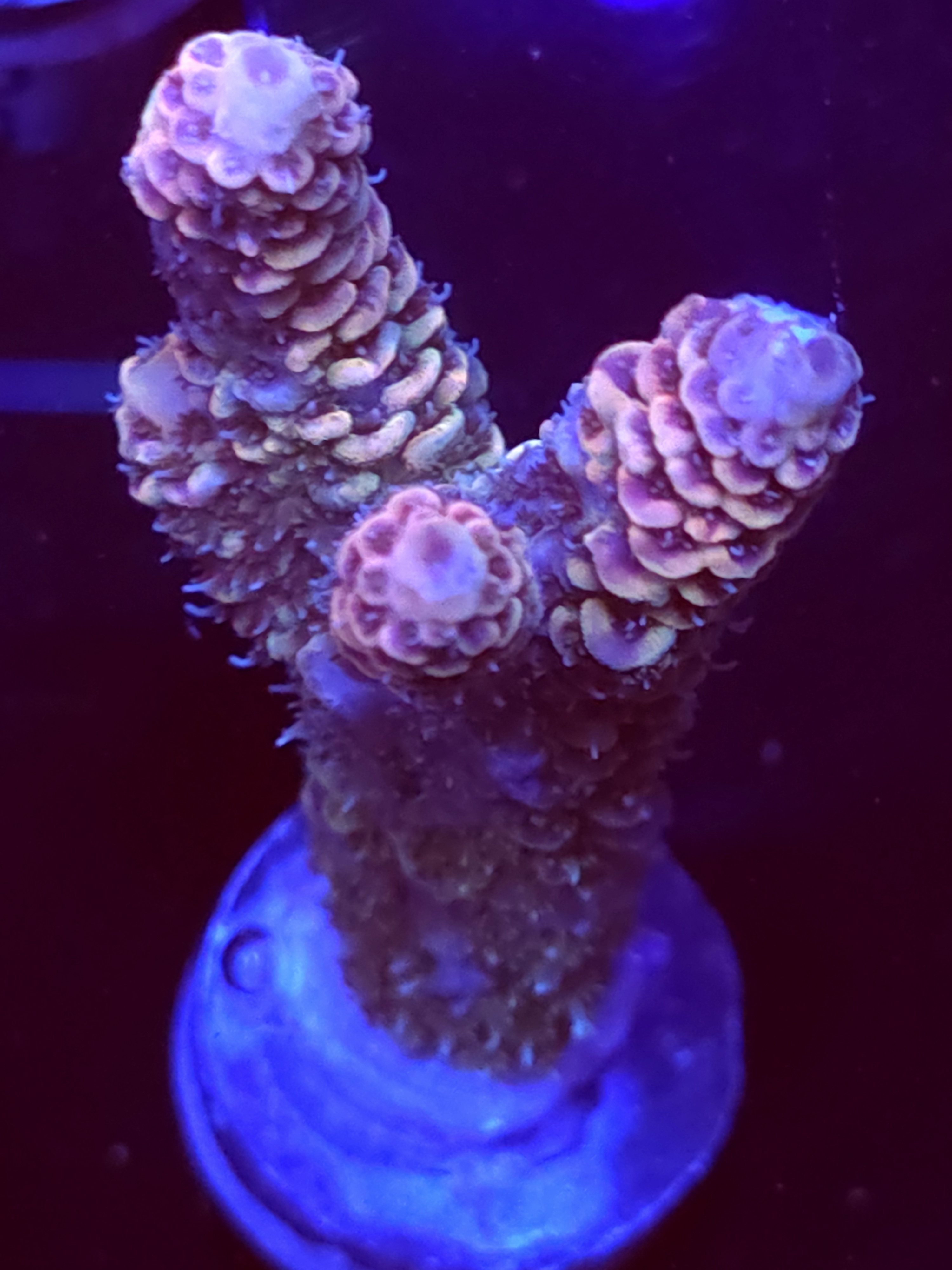 SBB "Frozen Flame" Acro Large 3 Branch