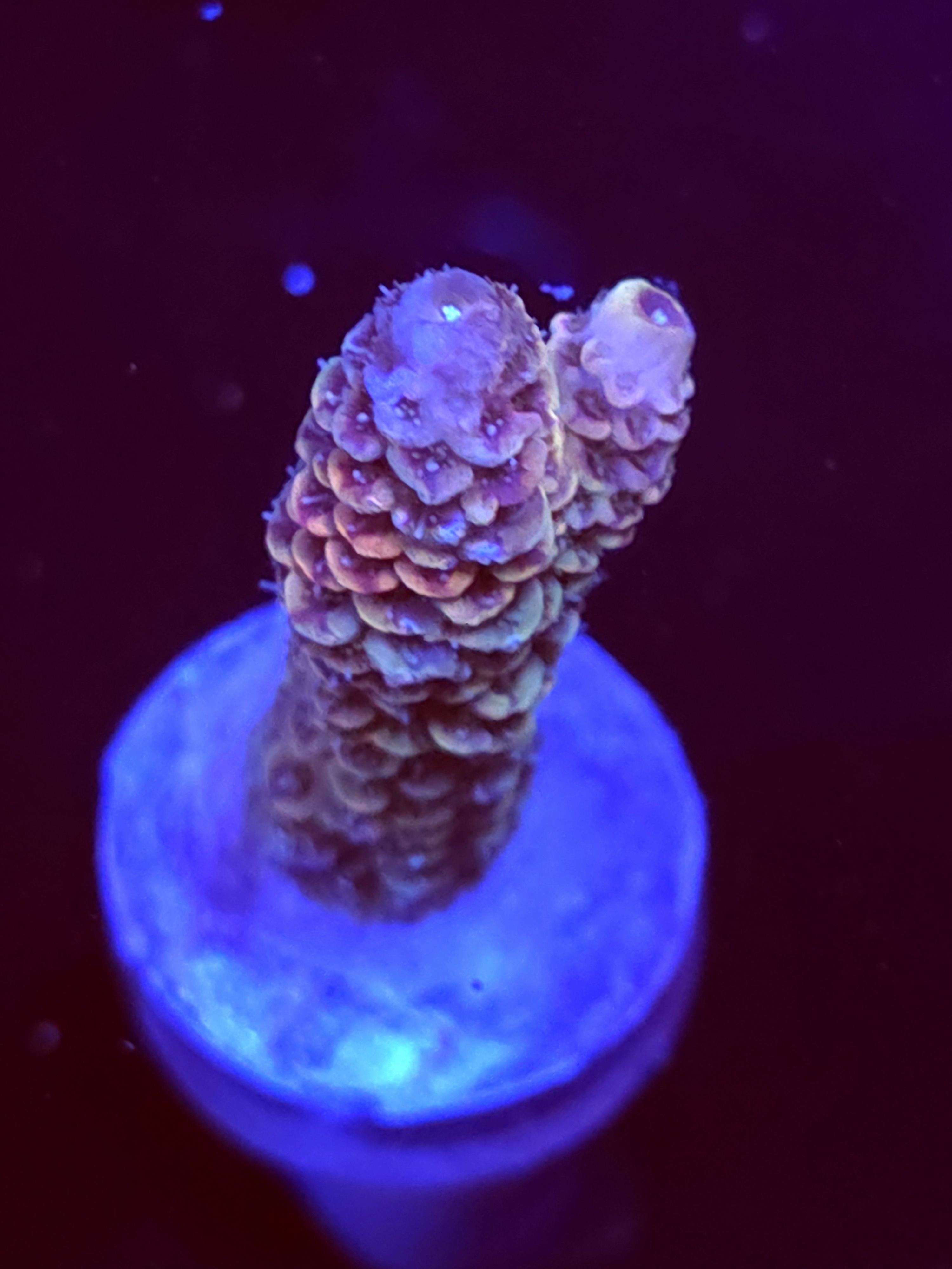 SBB "Frozen Flame" Acro Medium Branch