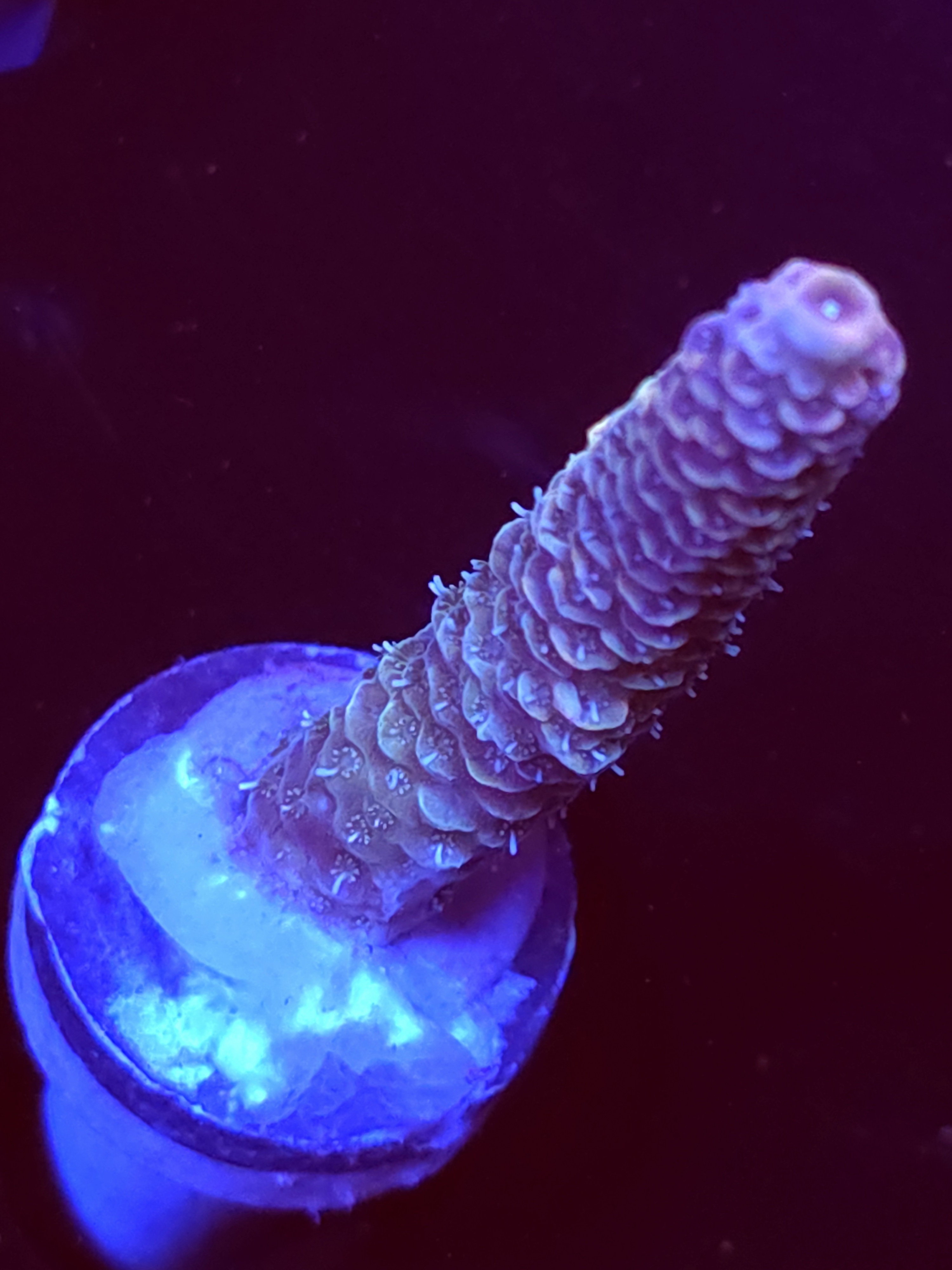 SBB "Mystery Signature" Acro Large Branch