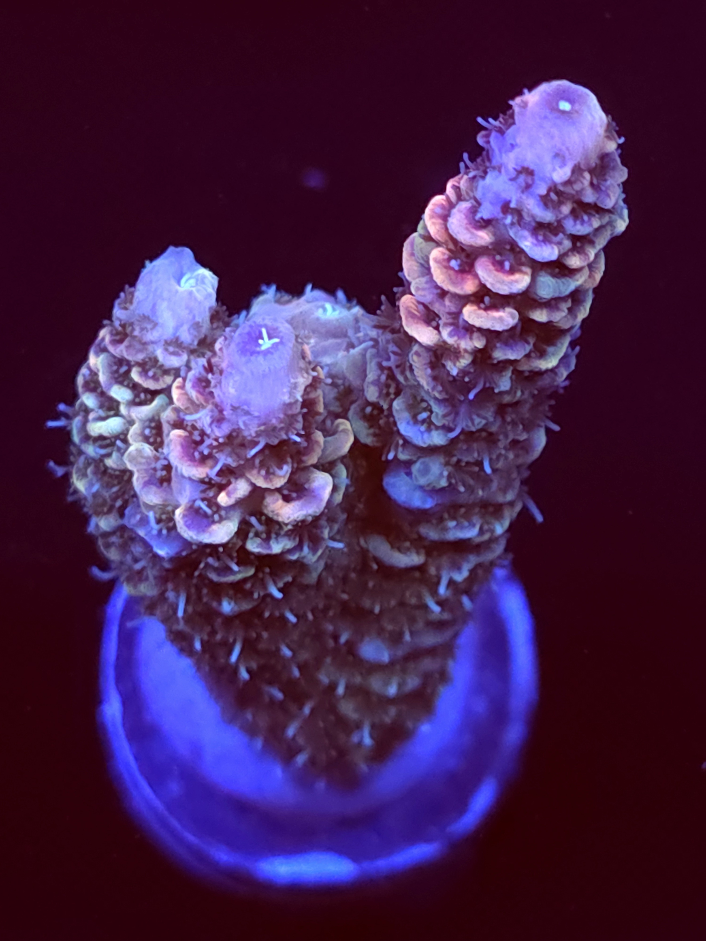 SBB "Frozen Flame" Acro Large 2 Branch