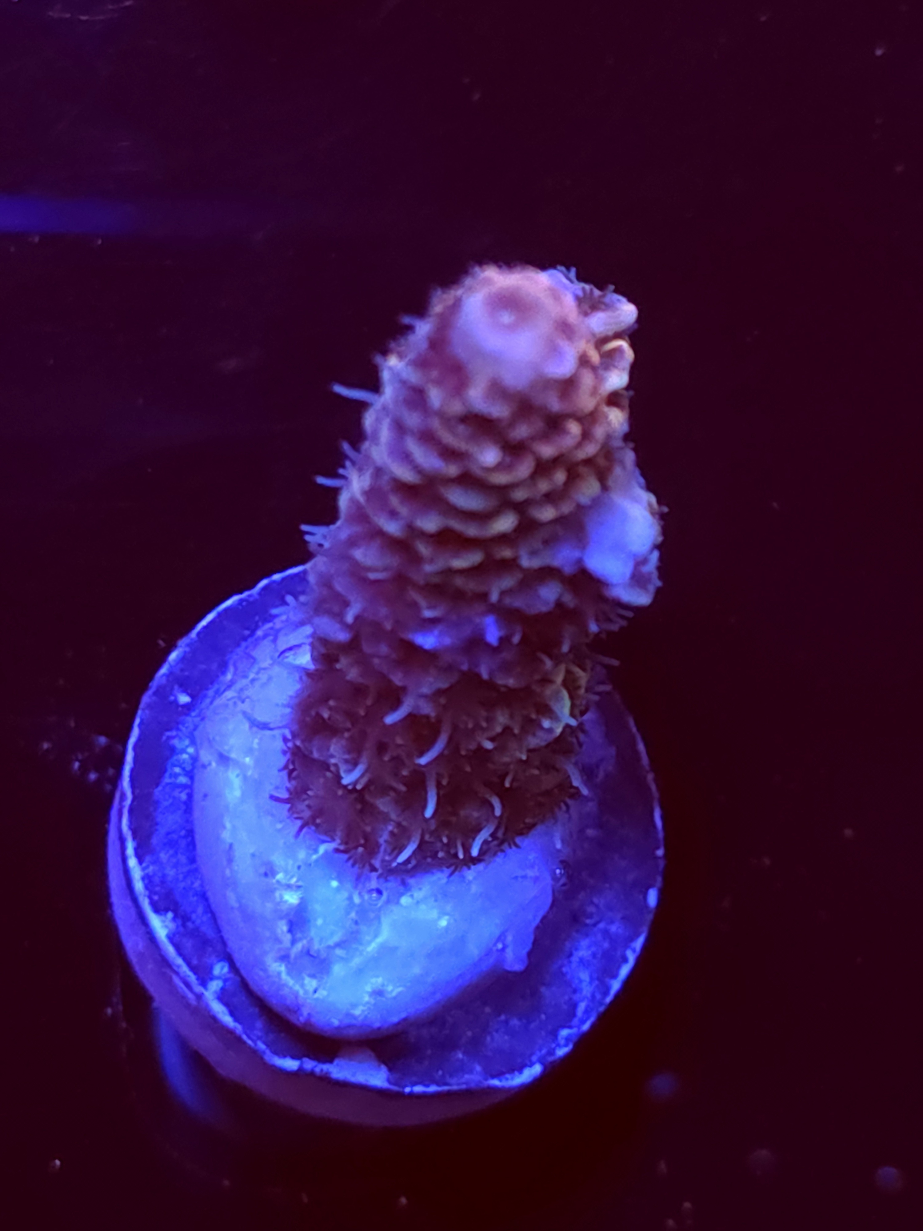 SBB "Frozen Flame" Acro Medium Branch