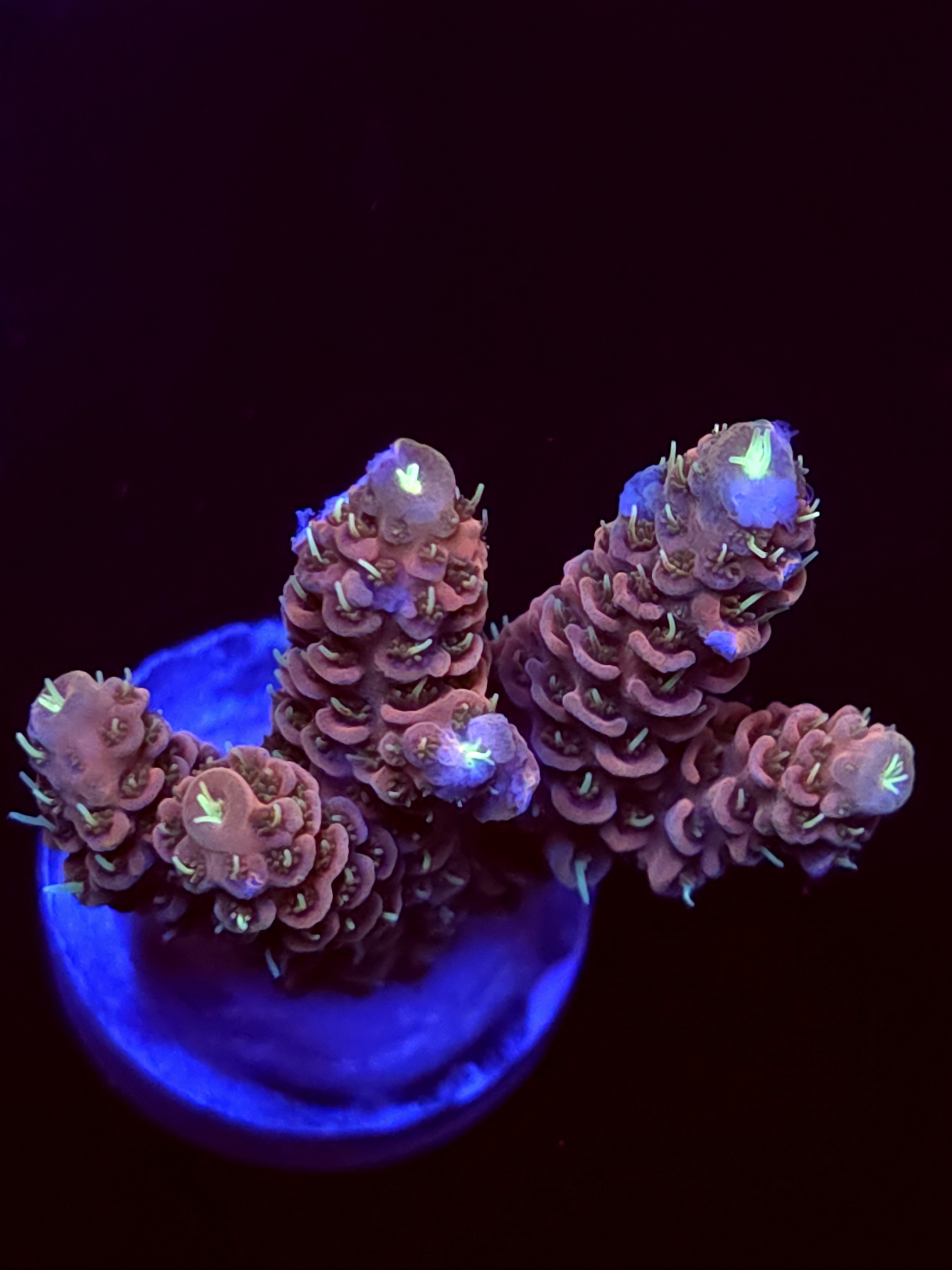 SBB " Venom Reef" Acro Medium 4 Branch