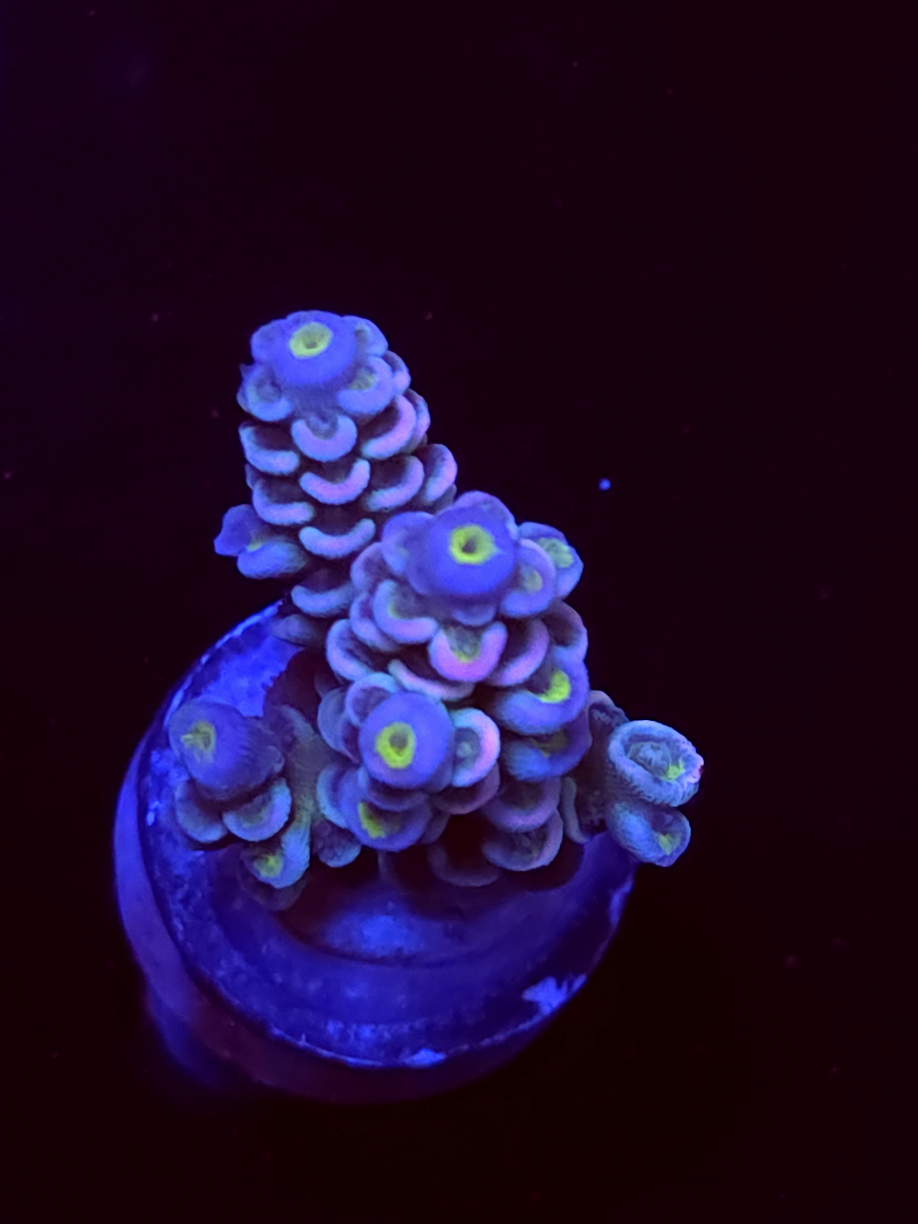 SBB "Moon Monkey" Acro Small 2 BRanch