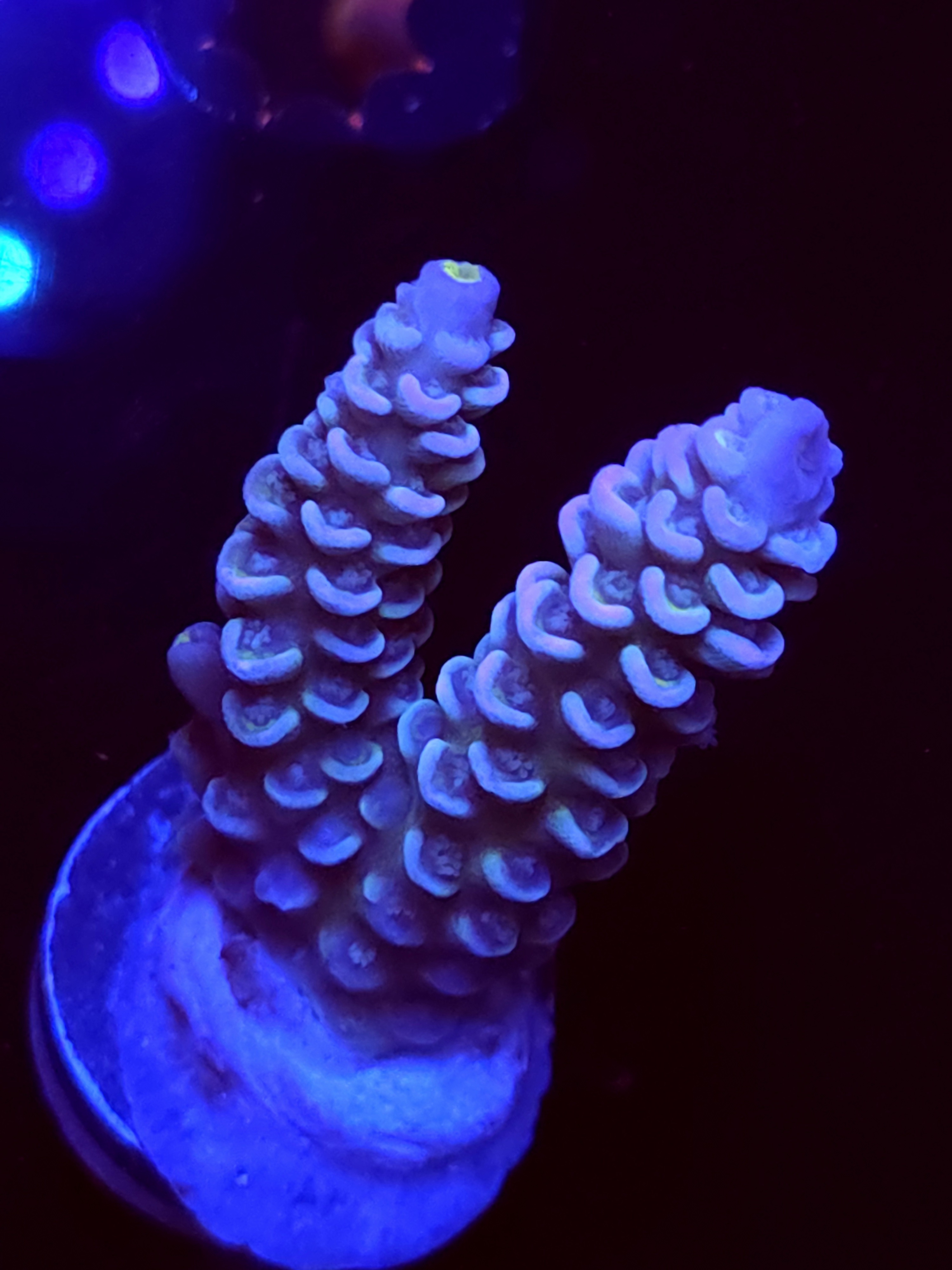 SBB "Moon Monkey" Acro Medium 2 Branch