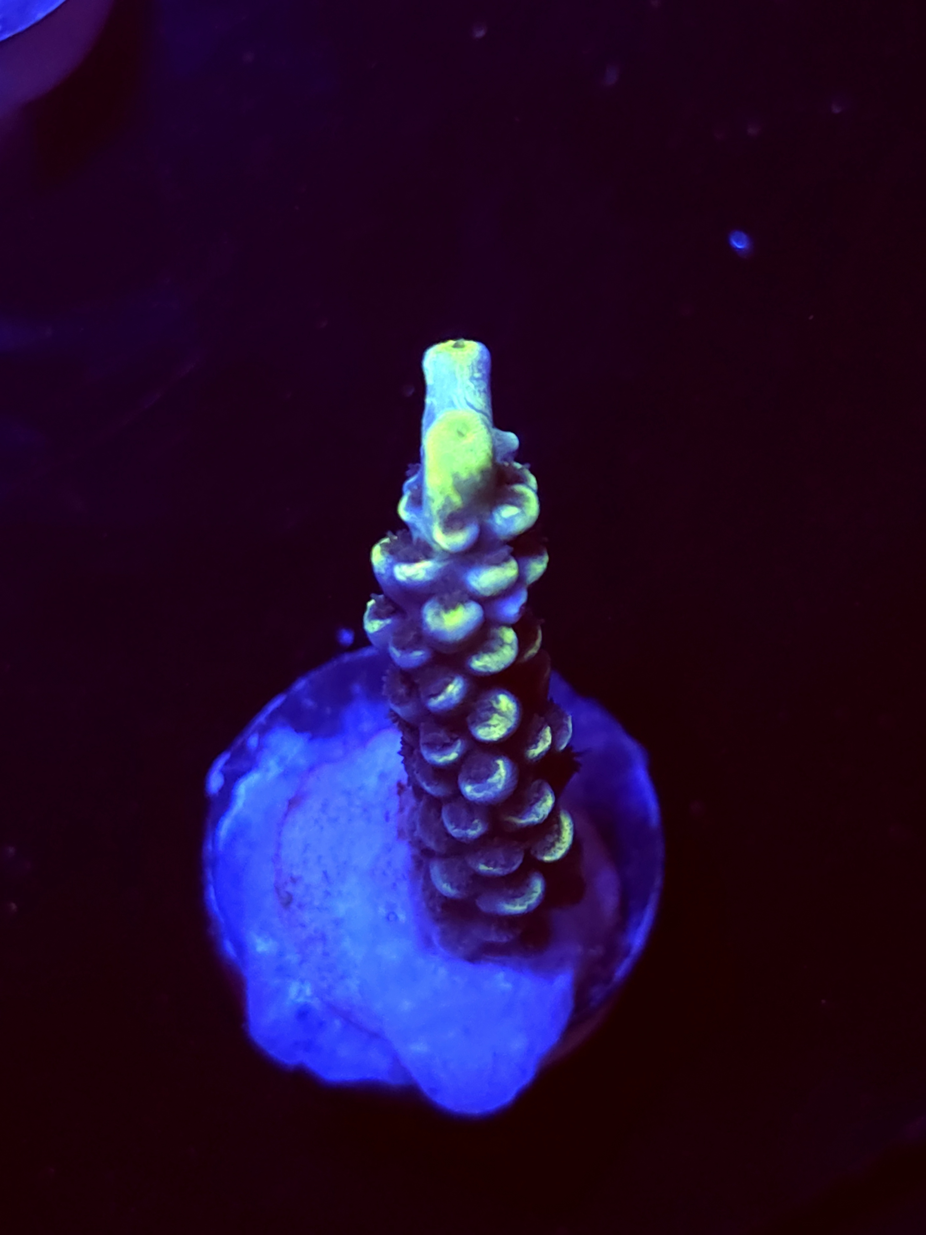 SBB "Yellow Jacket" Acro Medium Branch