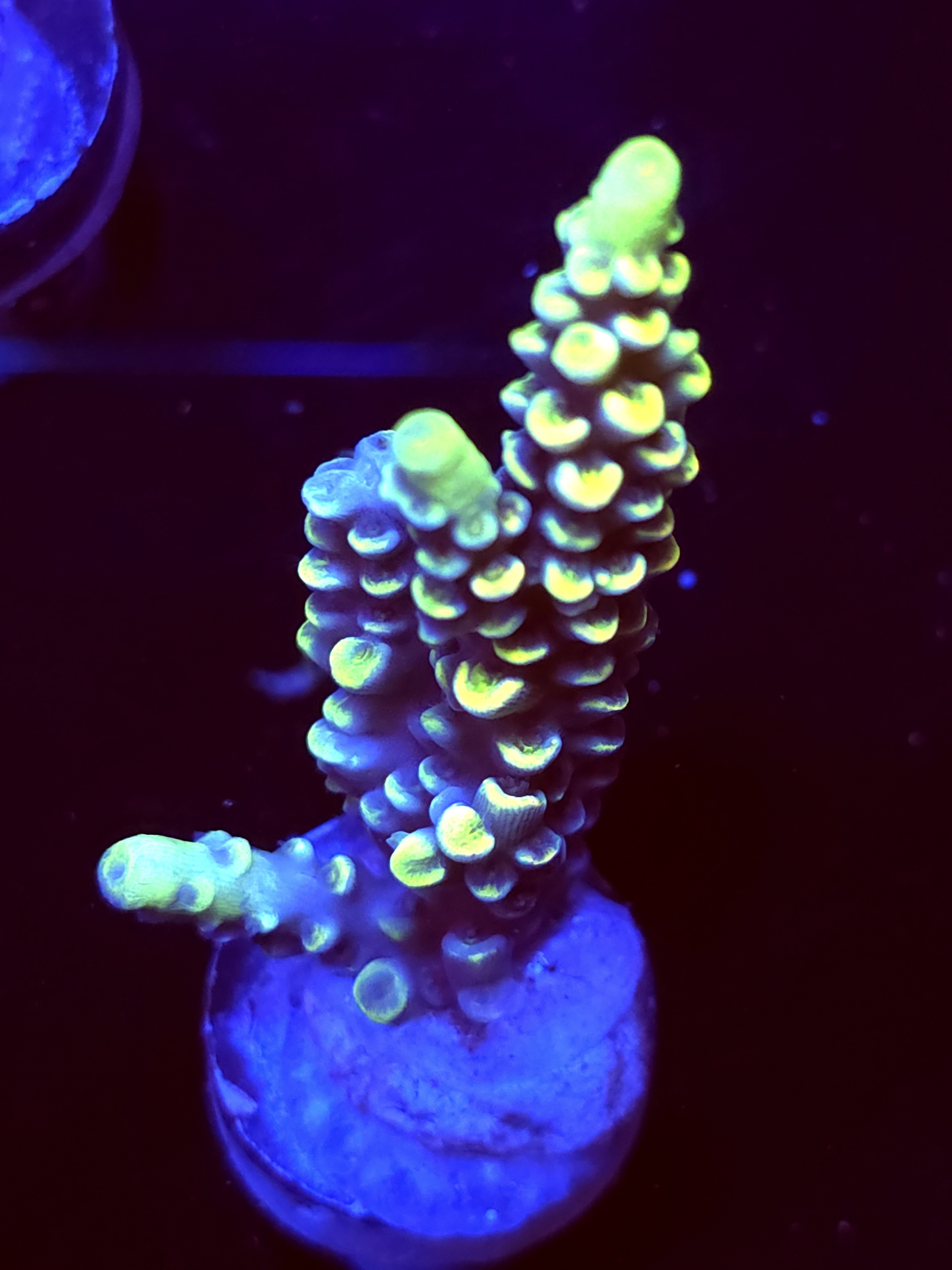 SBB "Yellow Jacket" Acro Large Branch