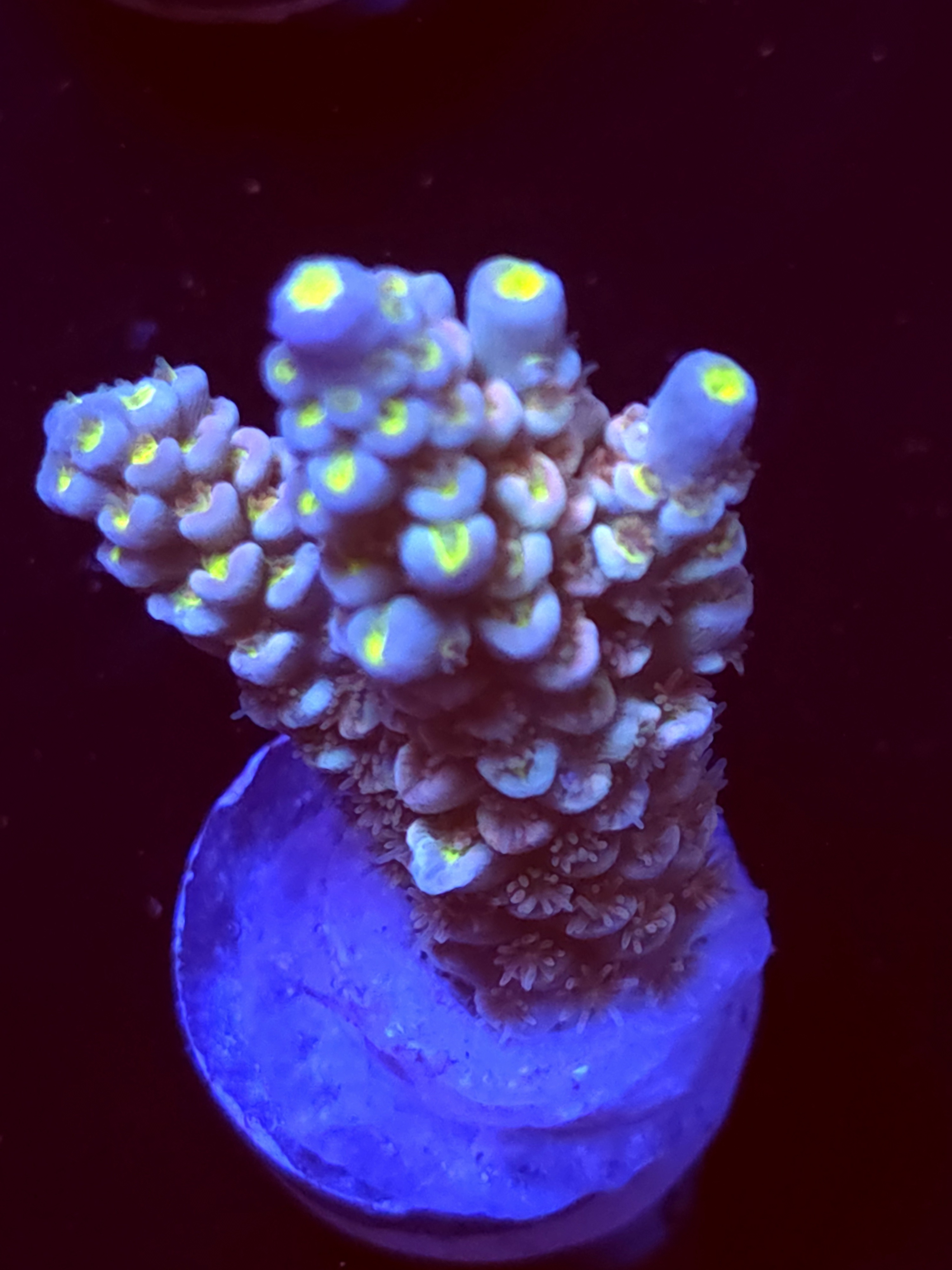 SBB "White Widow" Acro Medium 2 Branch