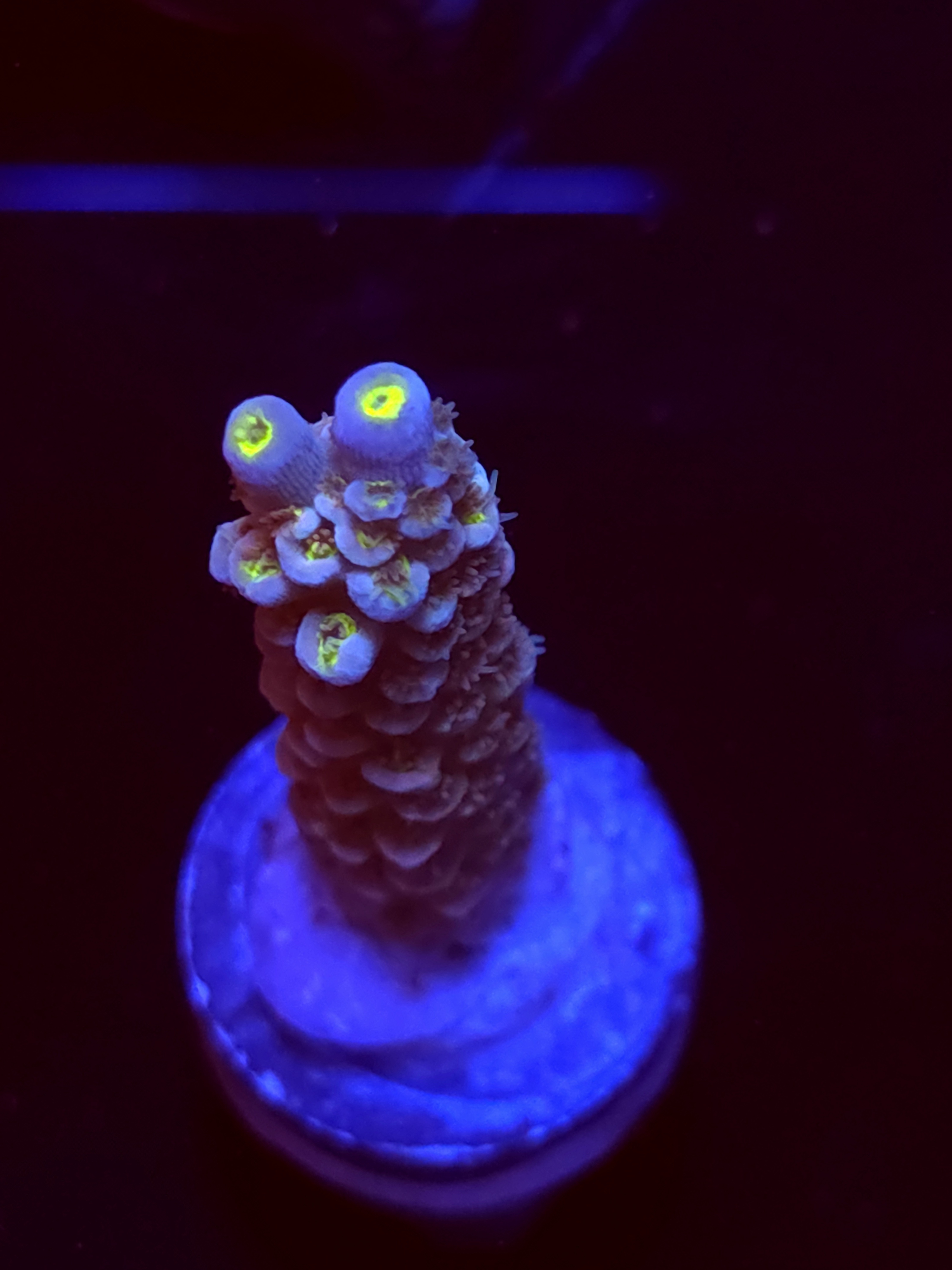 SBB "Mystery Signature" Acro Large Branch