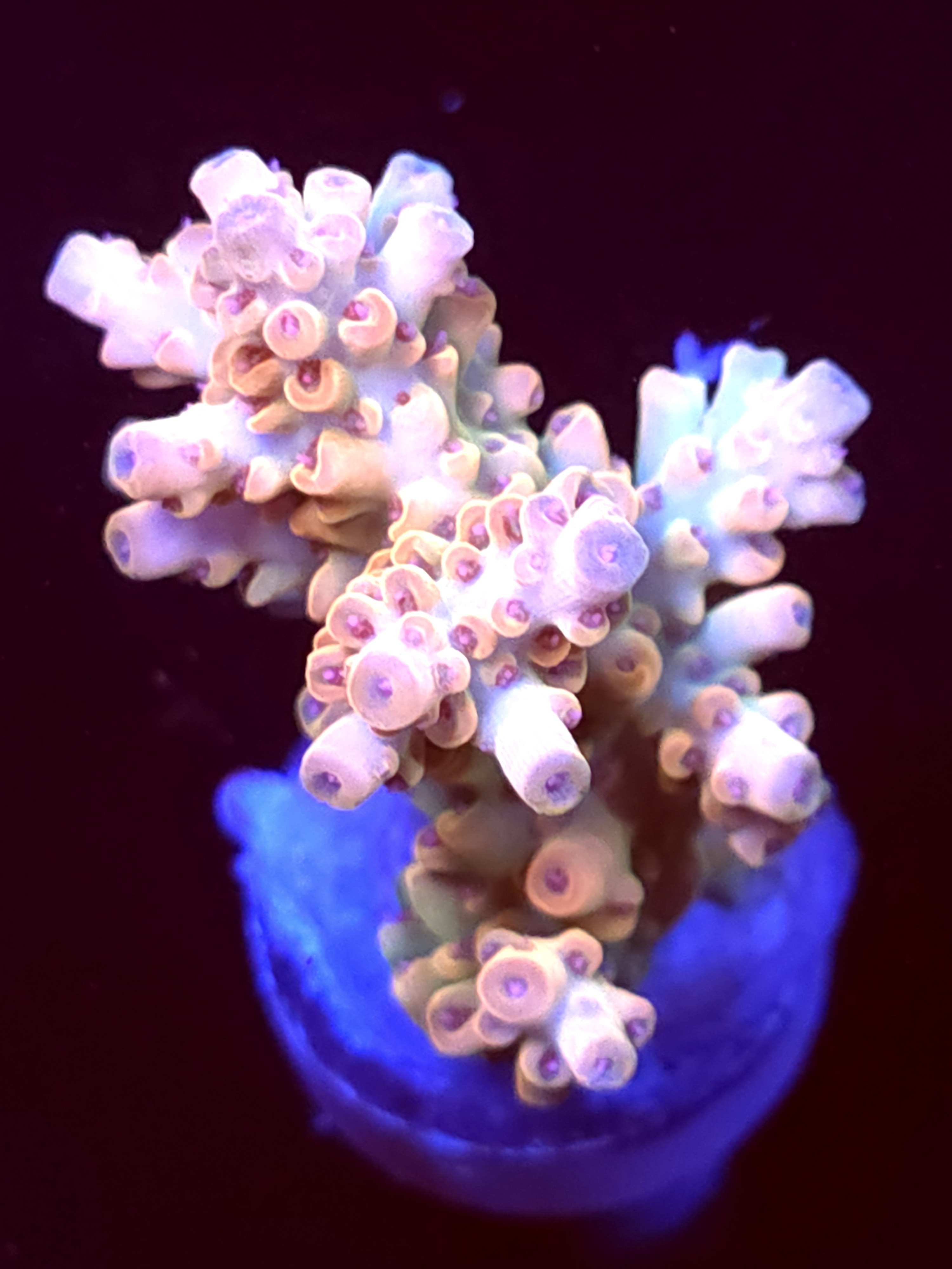 SBB "Cremebule" Acro Medium Multibranch