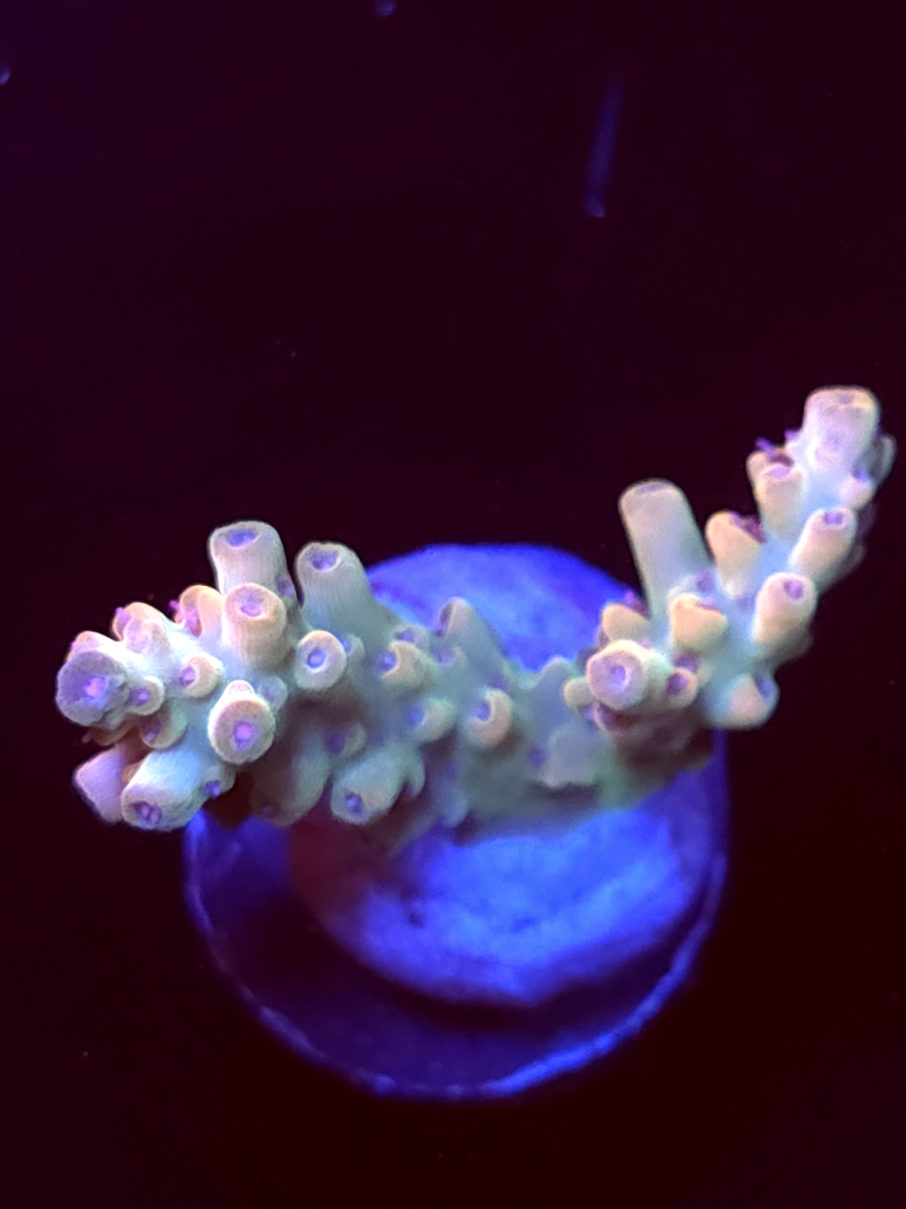 SBB "Cremebule" Acro Small 2 Branch