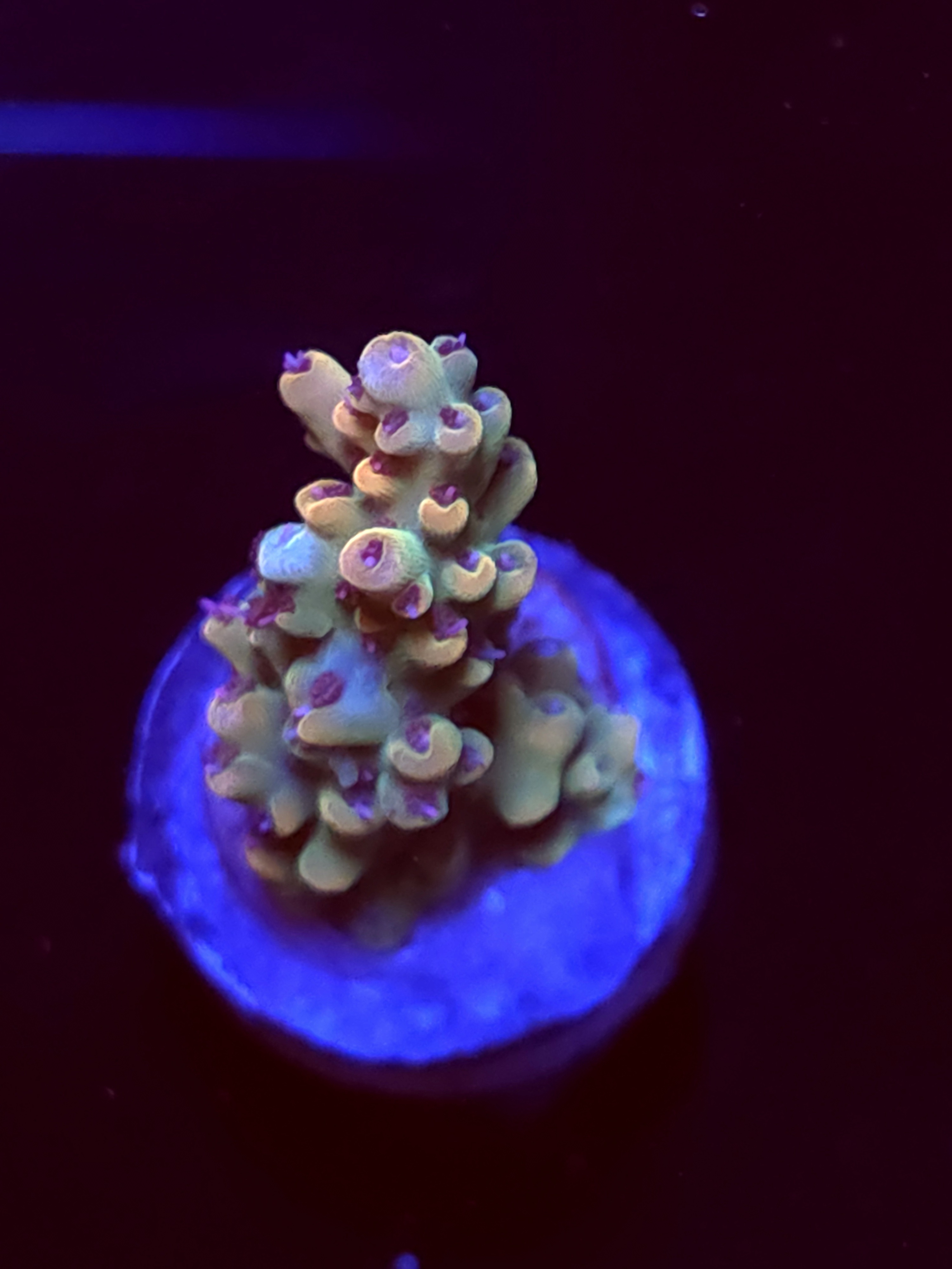 SBB "Cremebule" Acro Small Branch