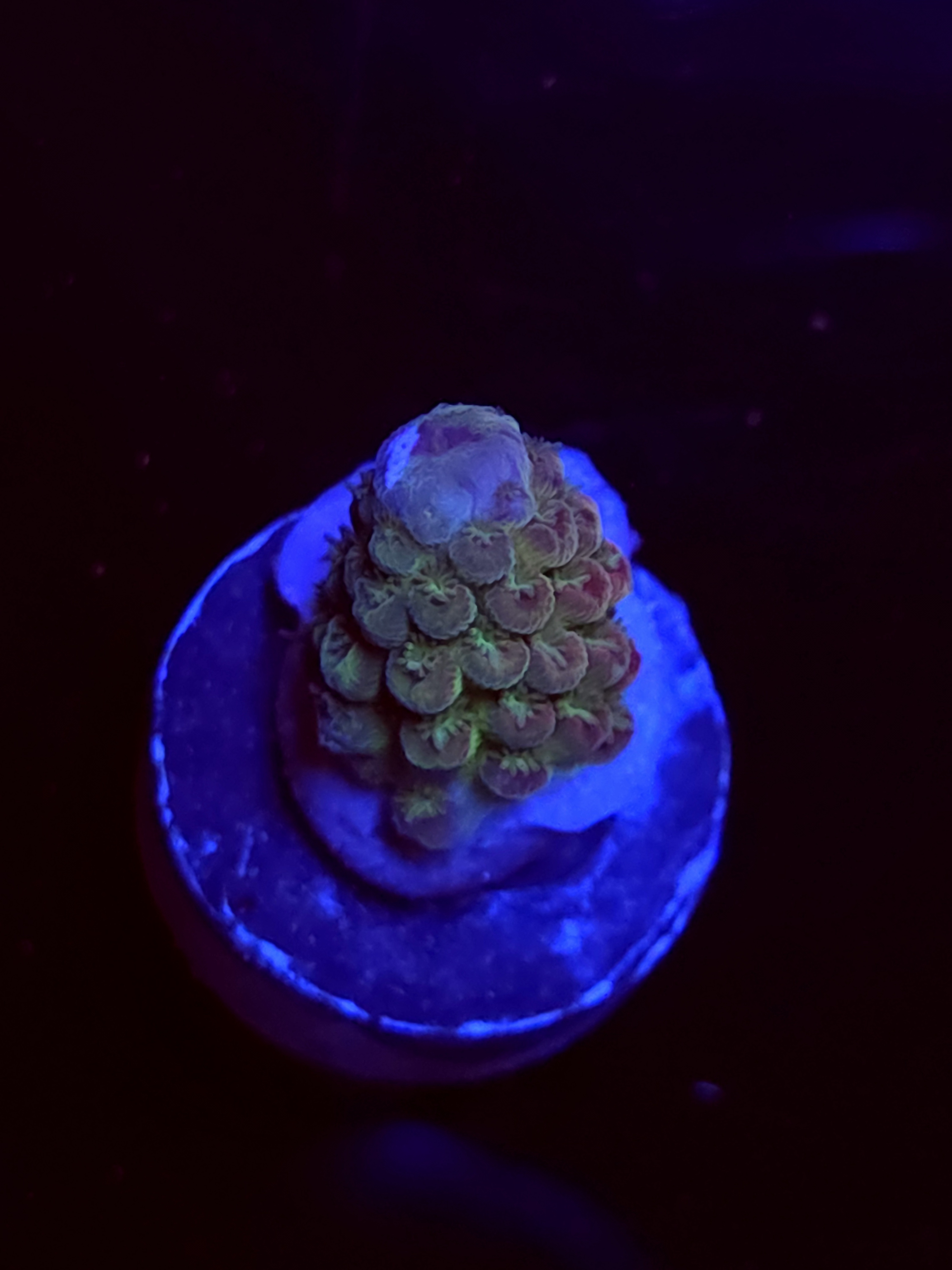 SBB "Lush Joy" Acro Small Branch