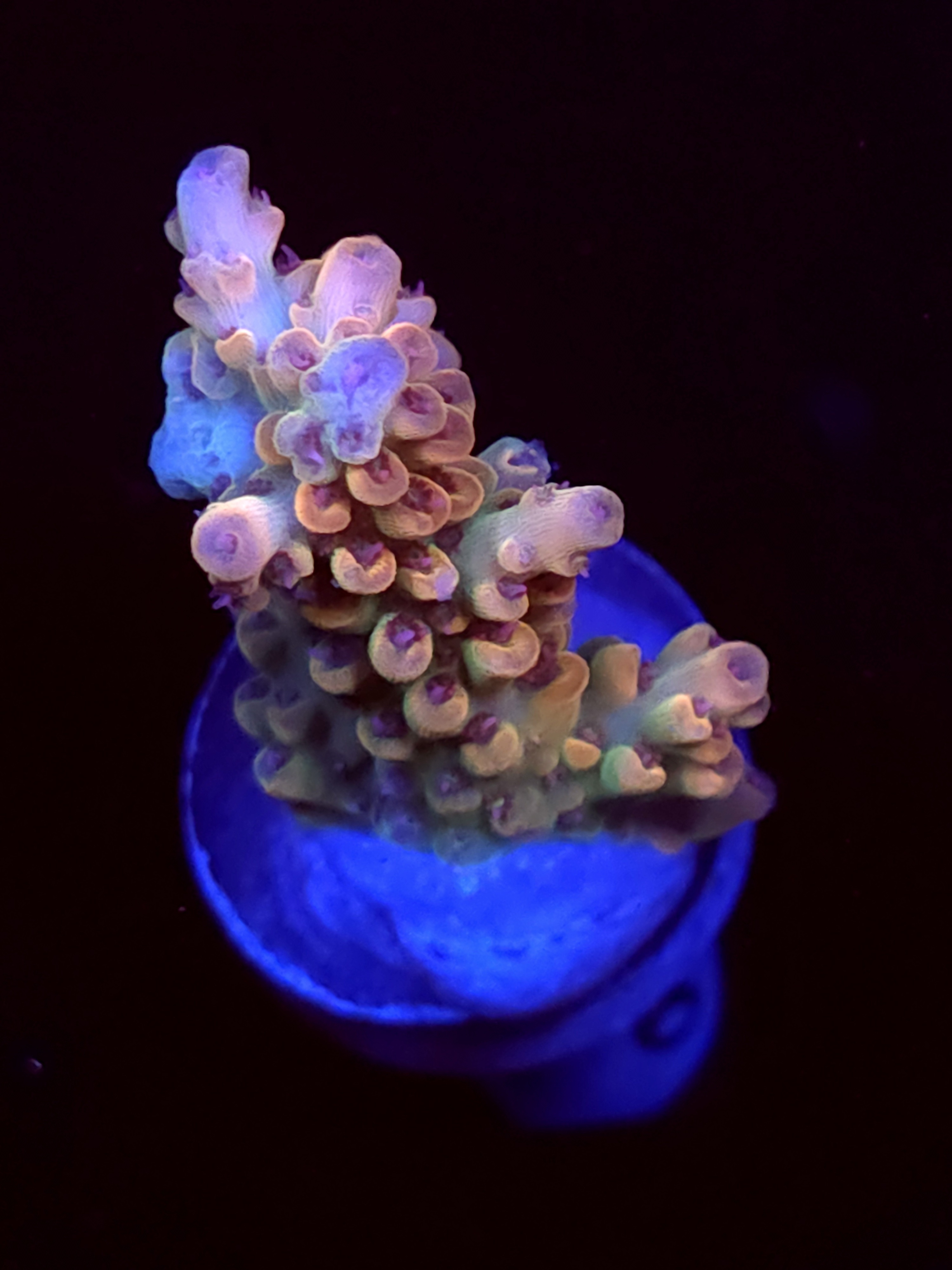 SBB "Mystery Signature" Acro Medium Branch