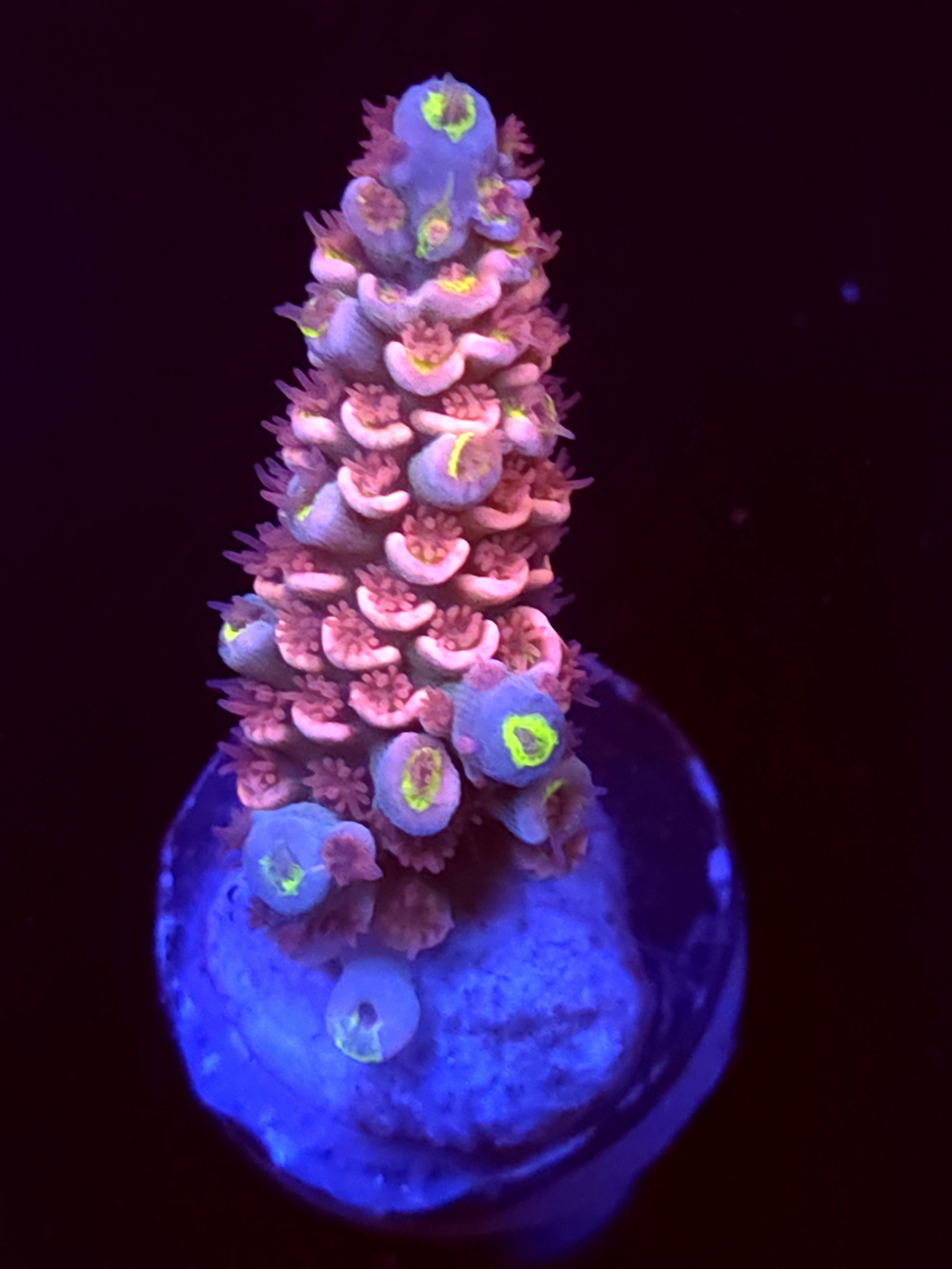 SBB "Sugar Booger" Acro Medium Branch