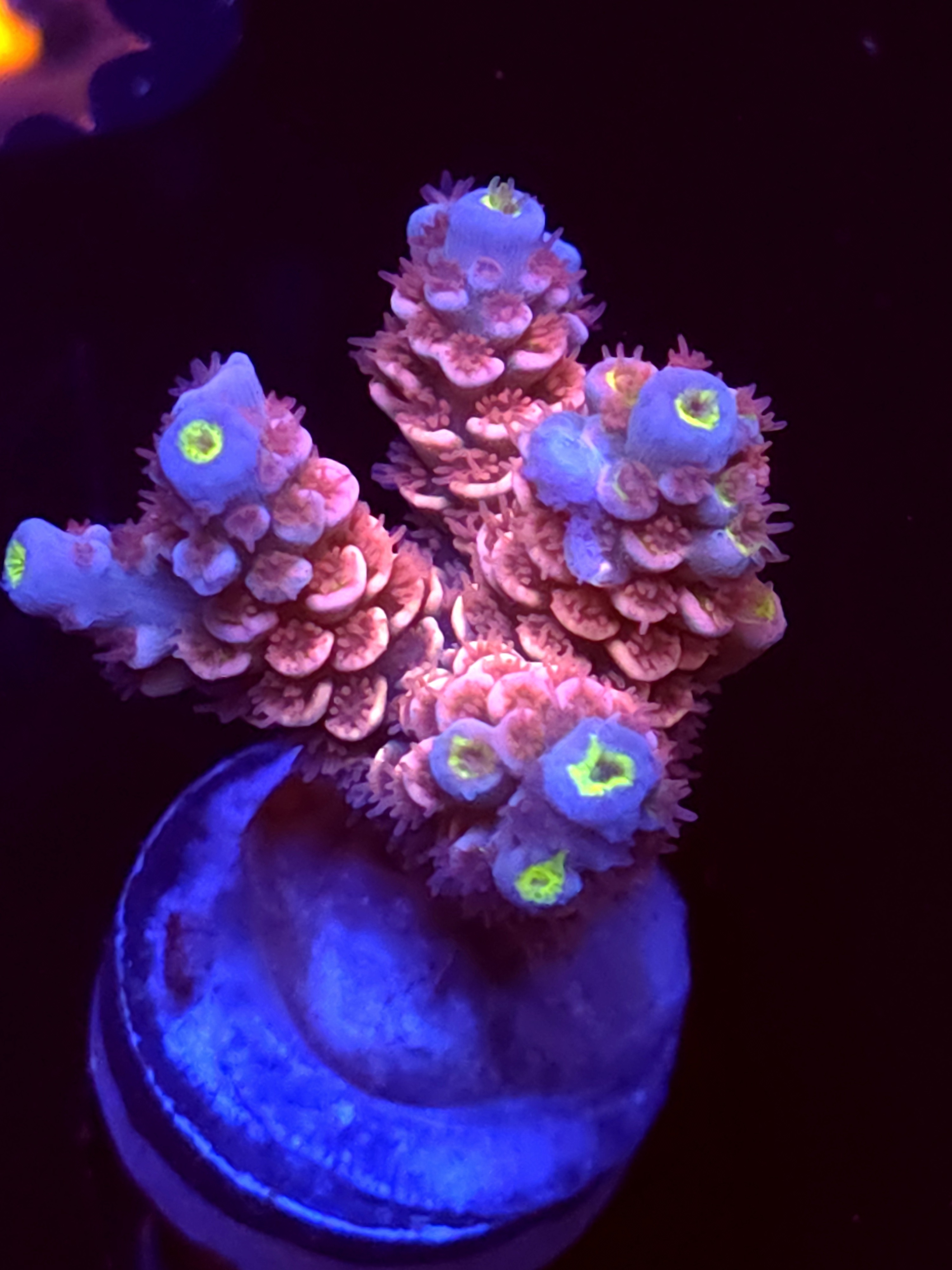 SBB "Sugar Booger" Acro Medium 3+ Branch