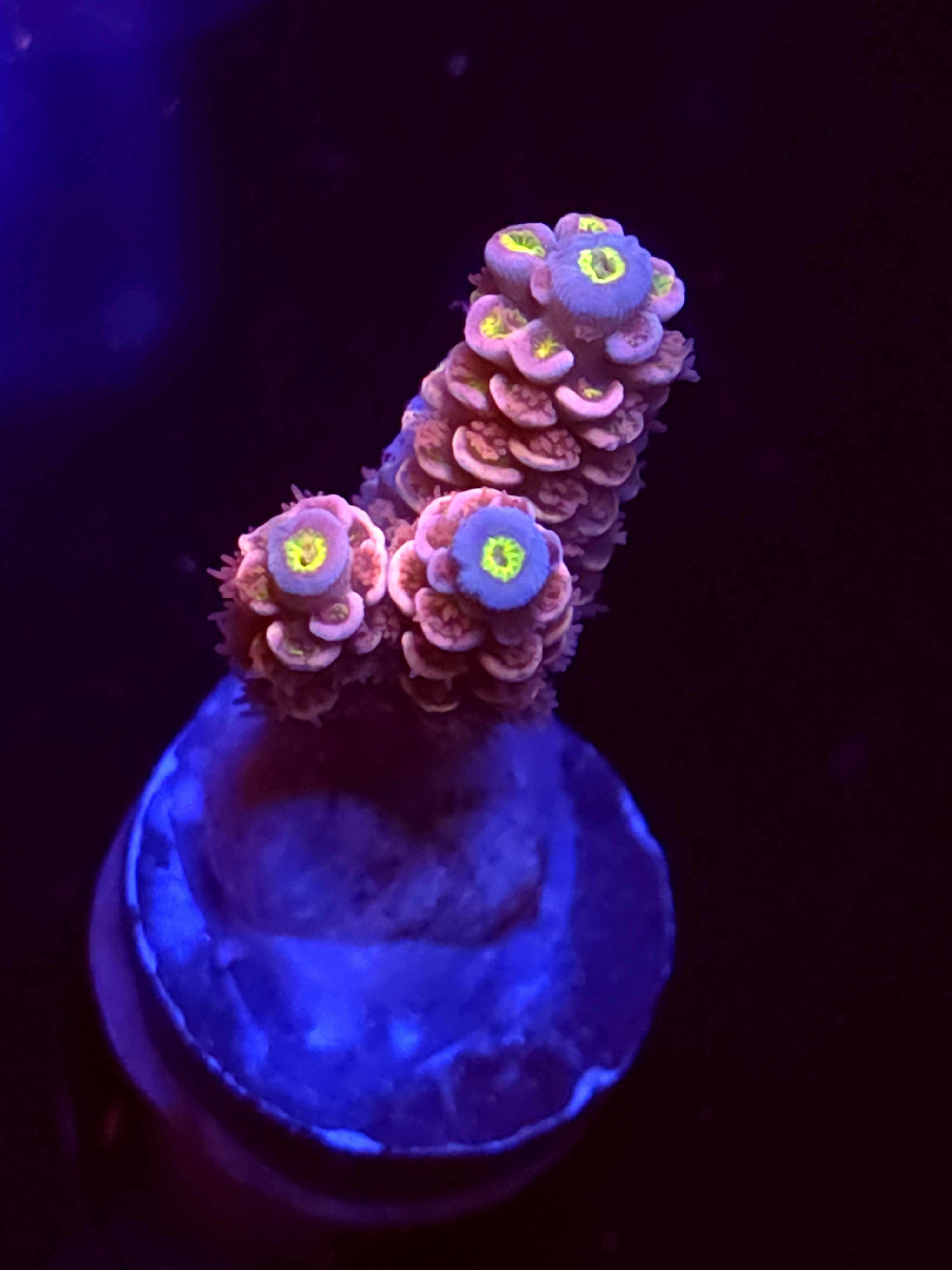 SBB "Mystery Signature" Acro Medium Branch