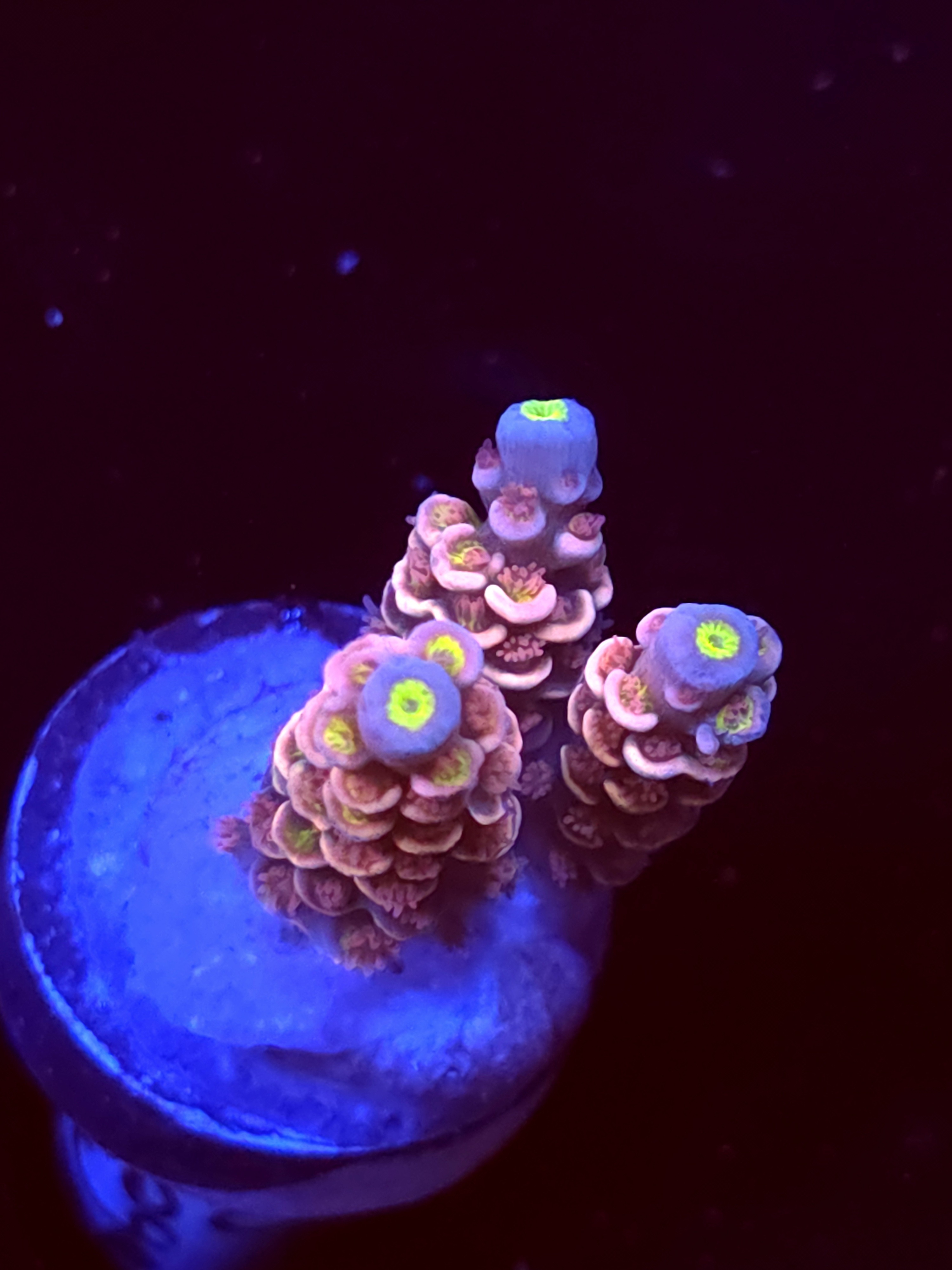 SBB "Mystery Signature" Acro Small 3 Branch