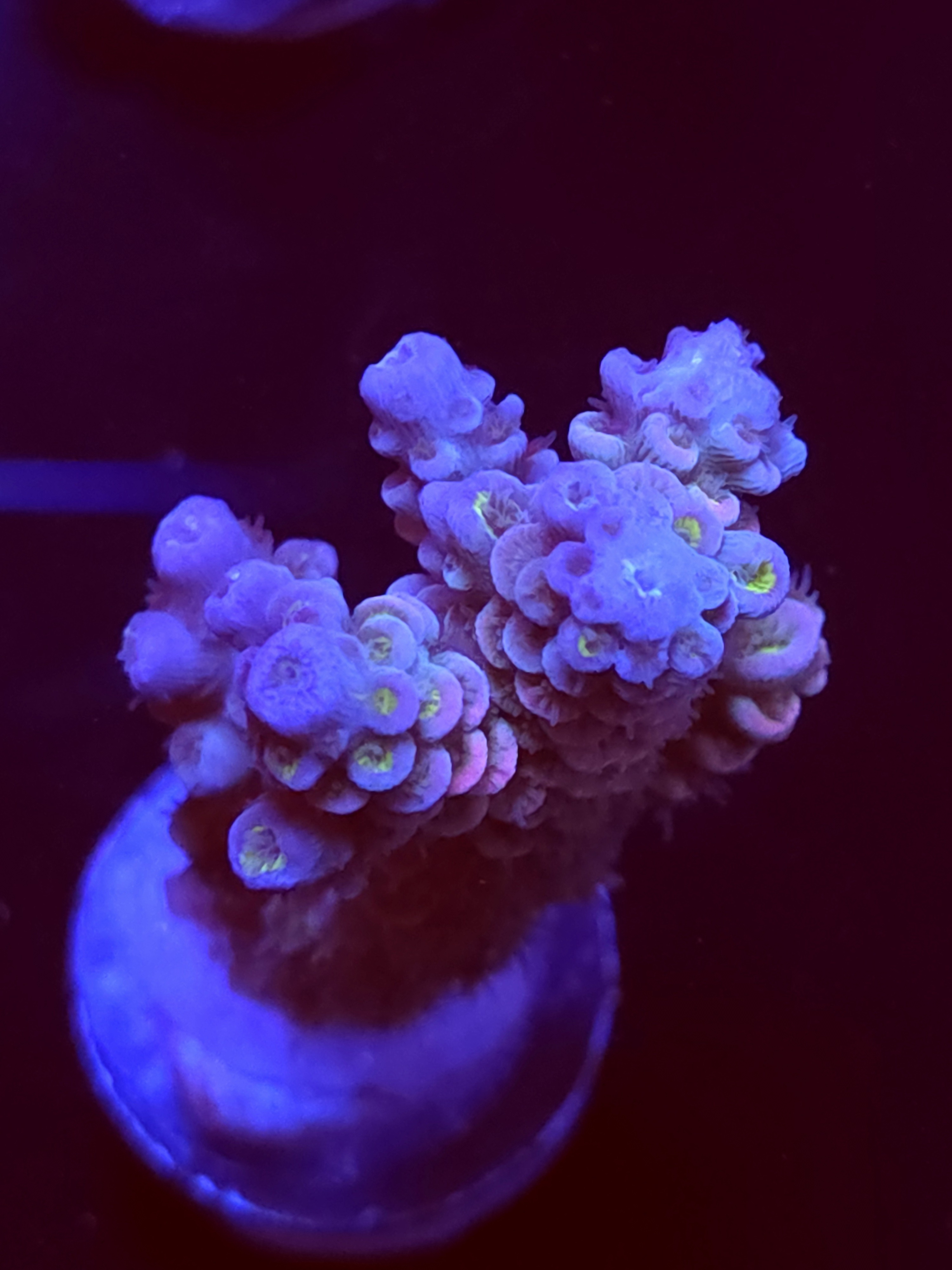 SBB "Pixie Prism" Acro Large Branch