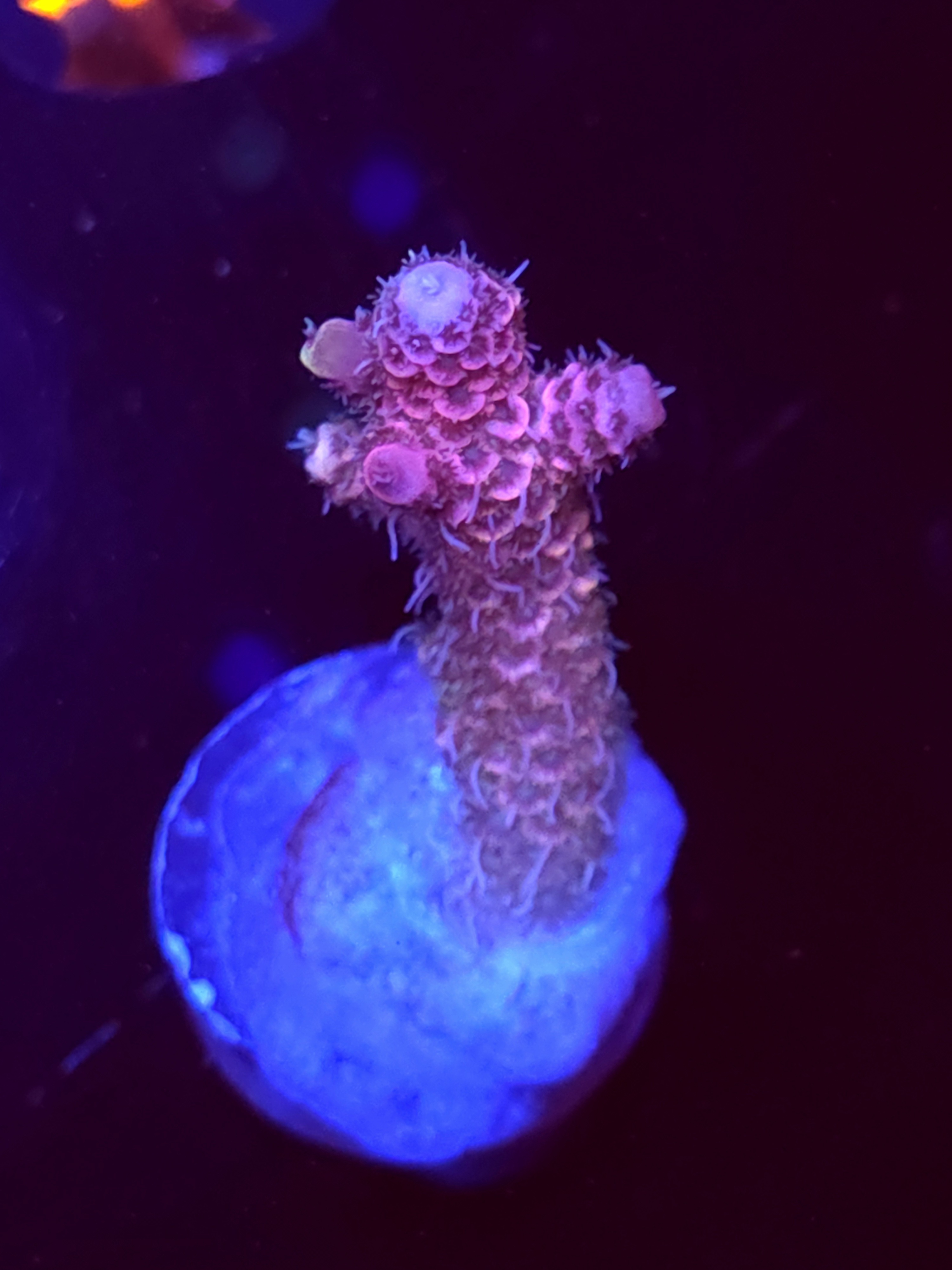 SBB "Rose Royale" Acro Medium Branch