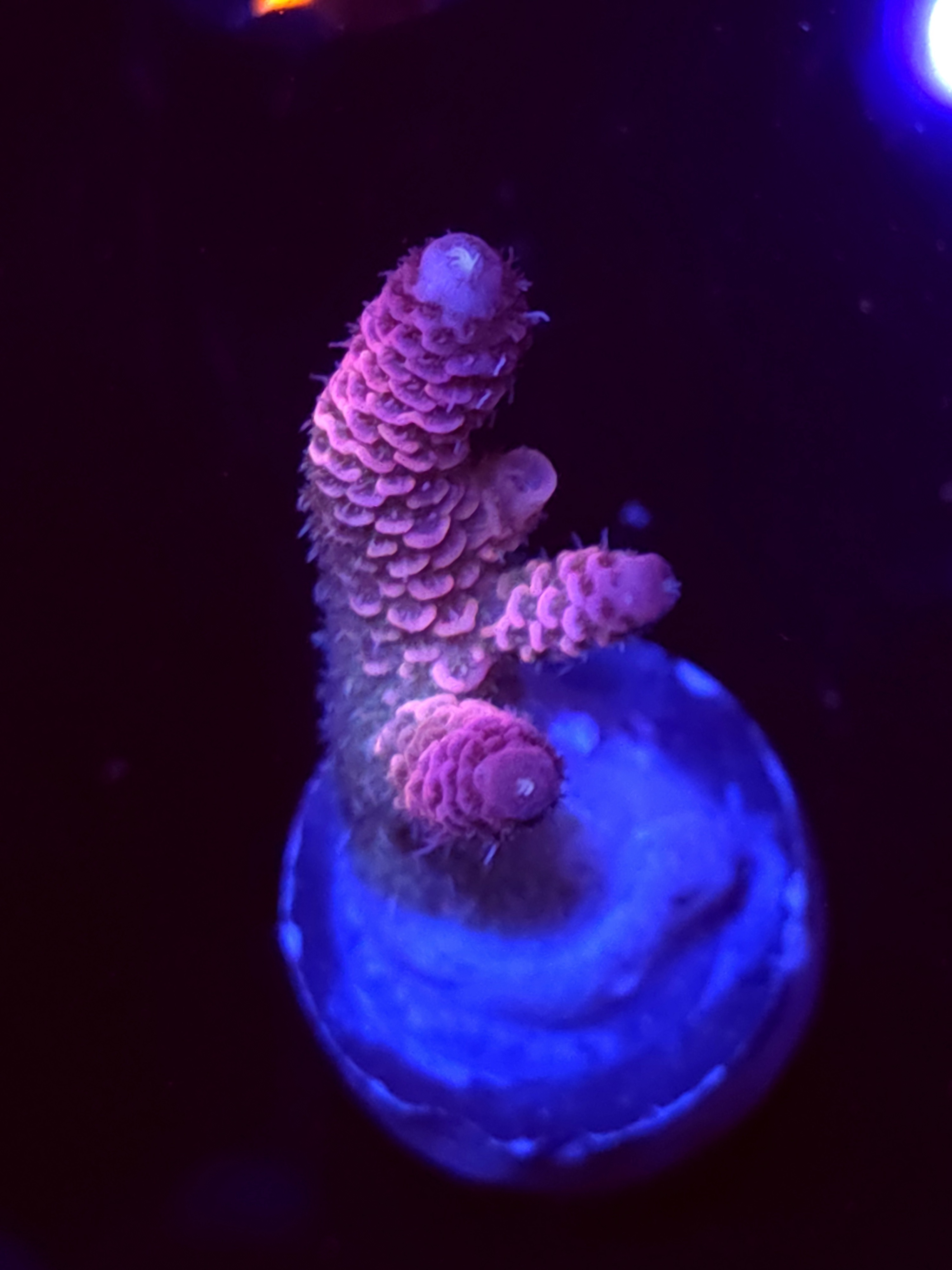 SBB "Rose Royale" Acro Medium 2 Branch