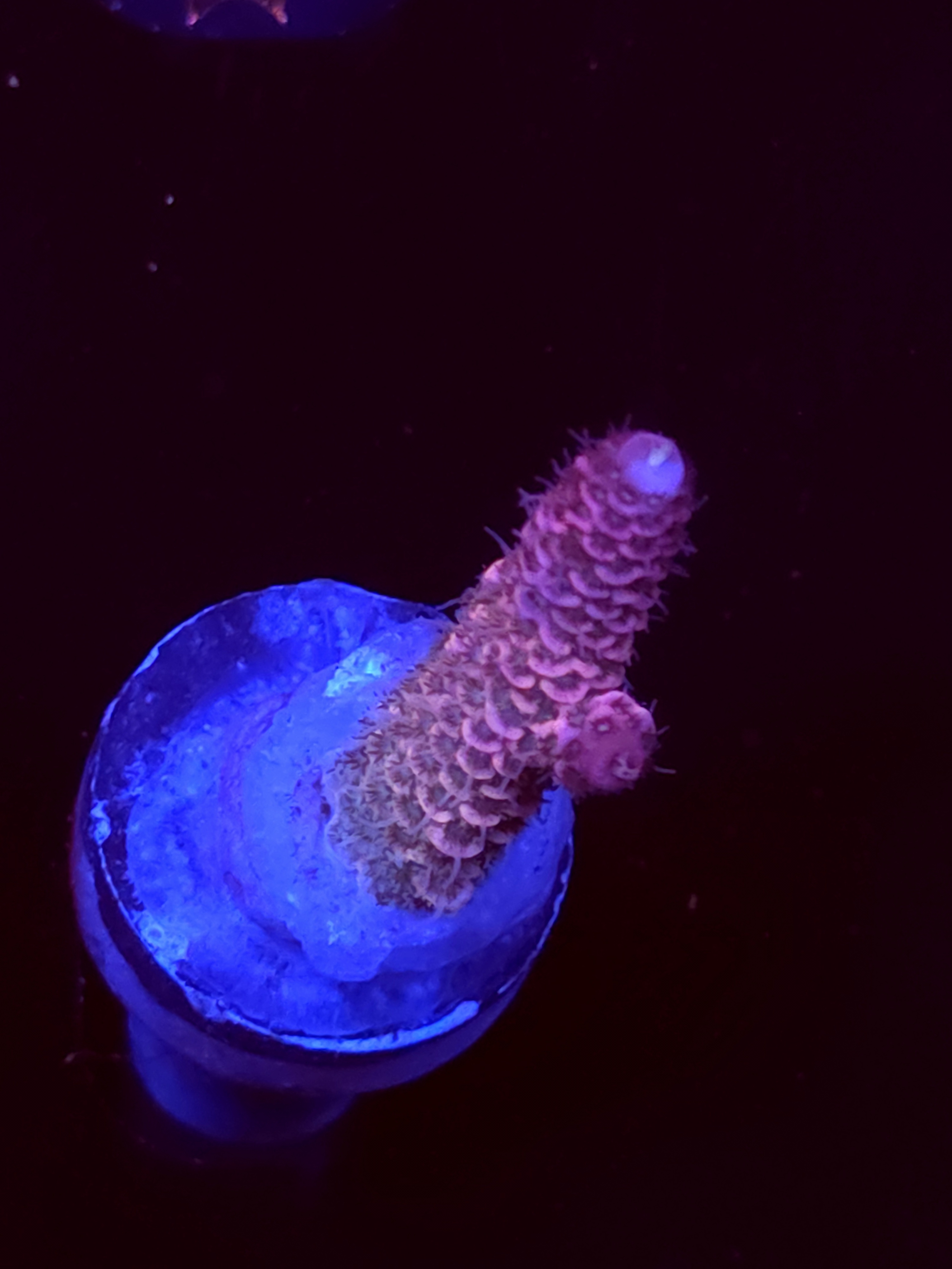 SBB "Rose Royale" Acro Small Branch