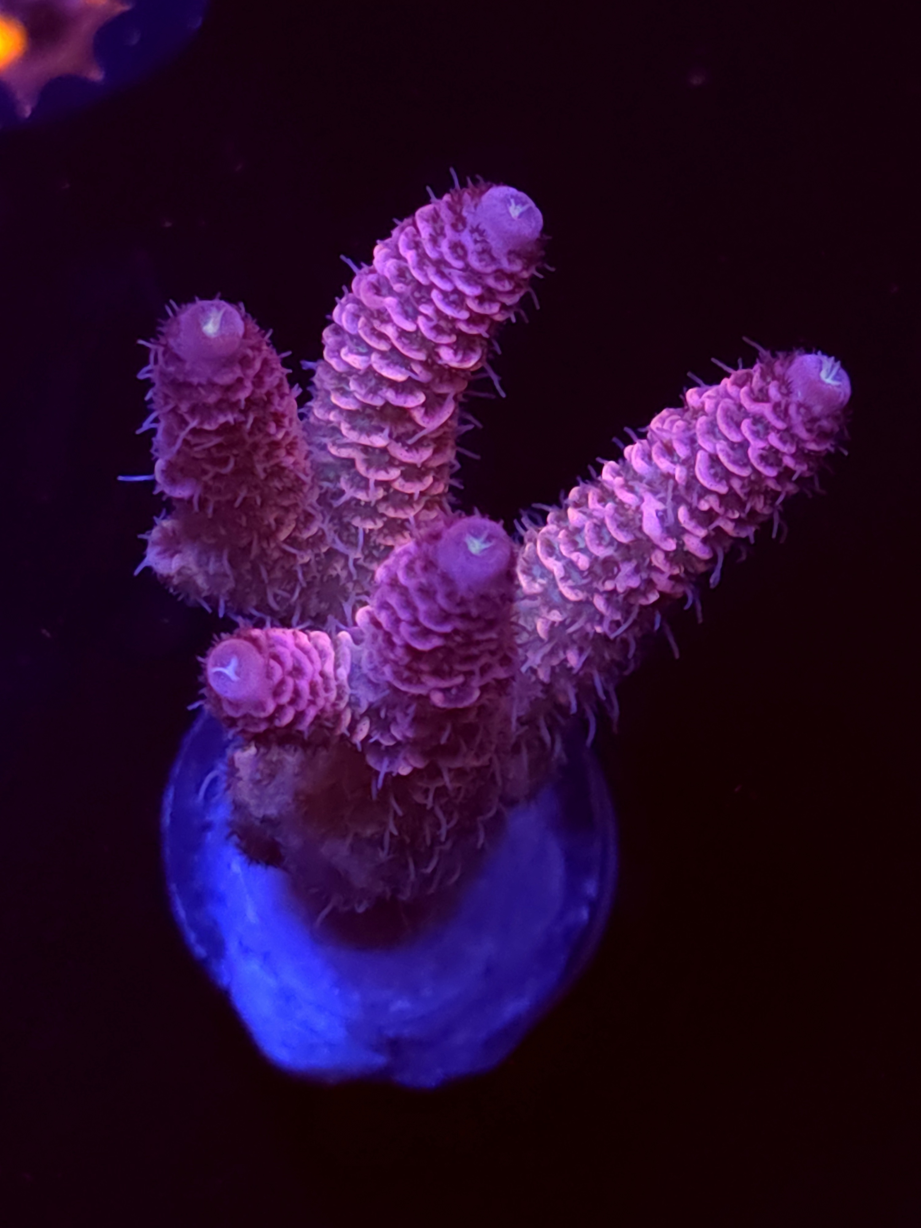 SBB "Rose Royale" Acro Large Multibranch