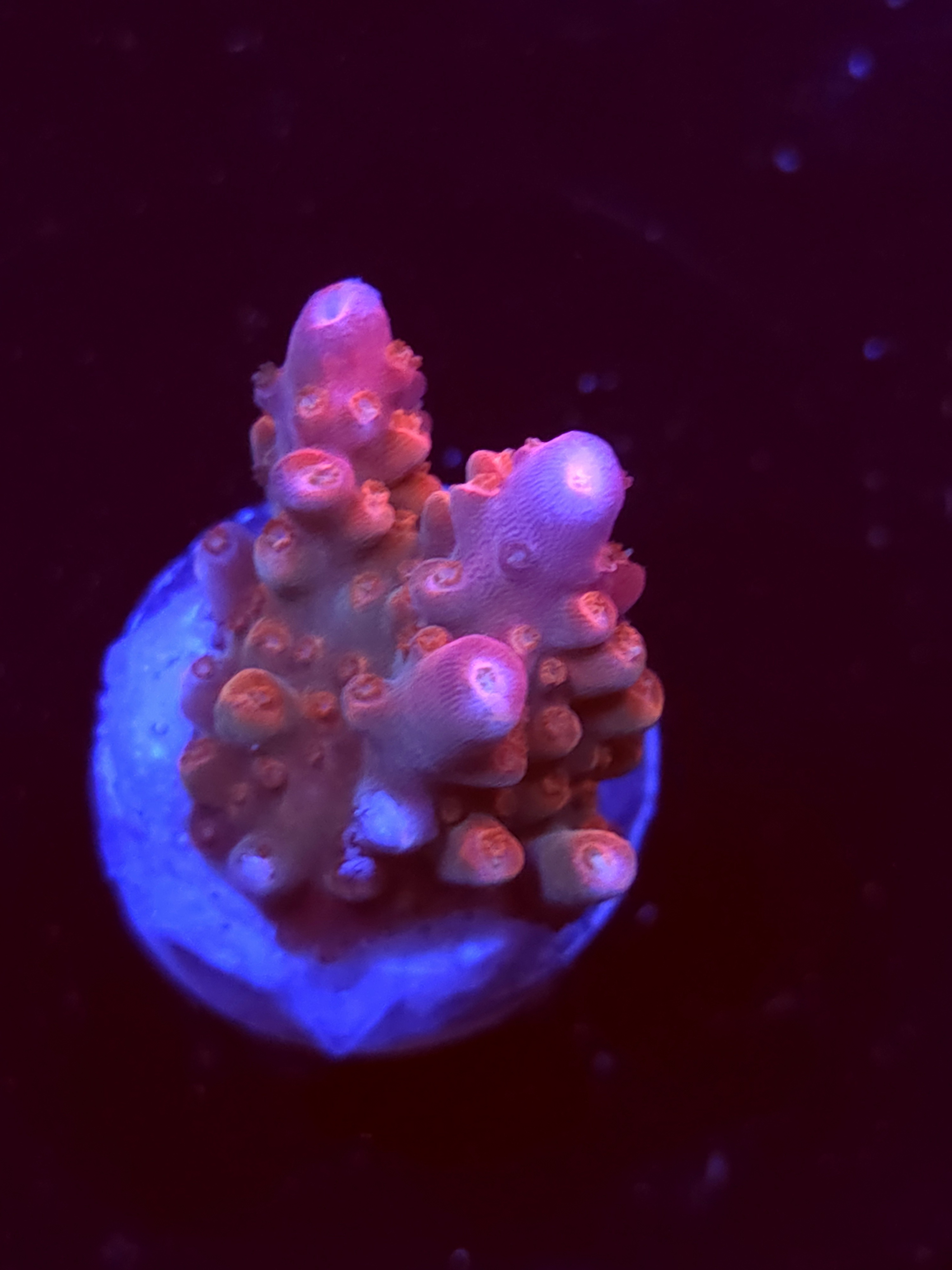 SBB "Mystery Signature" Acro Small Chunk