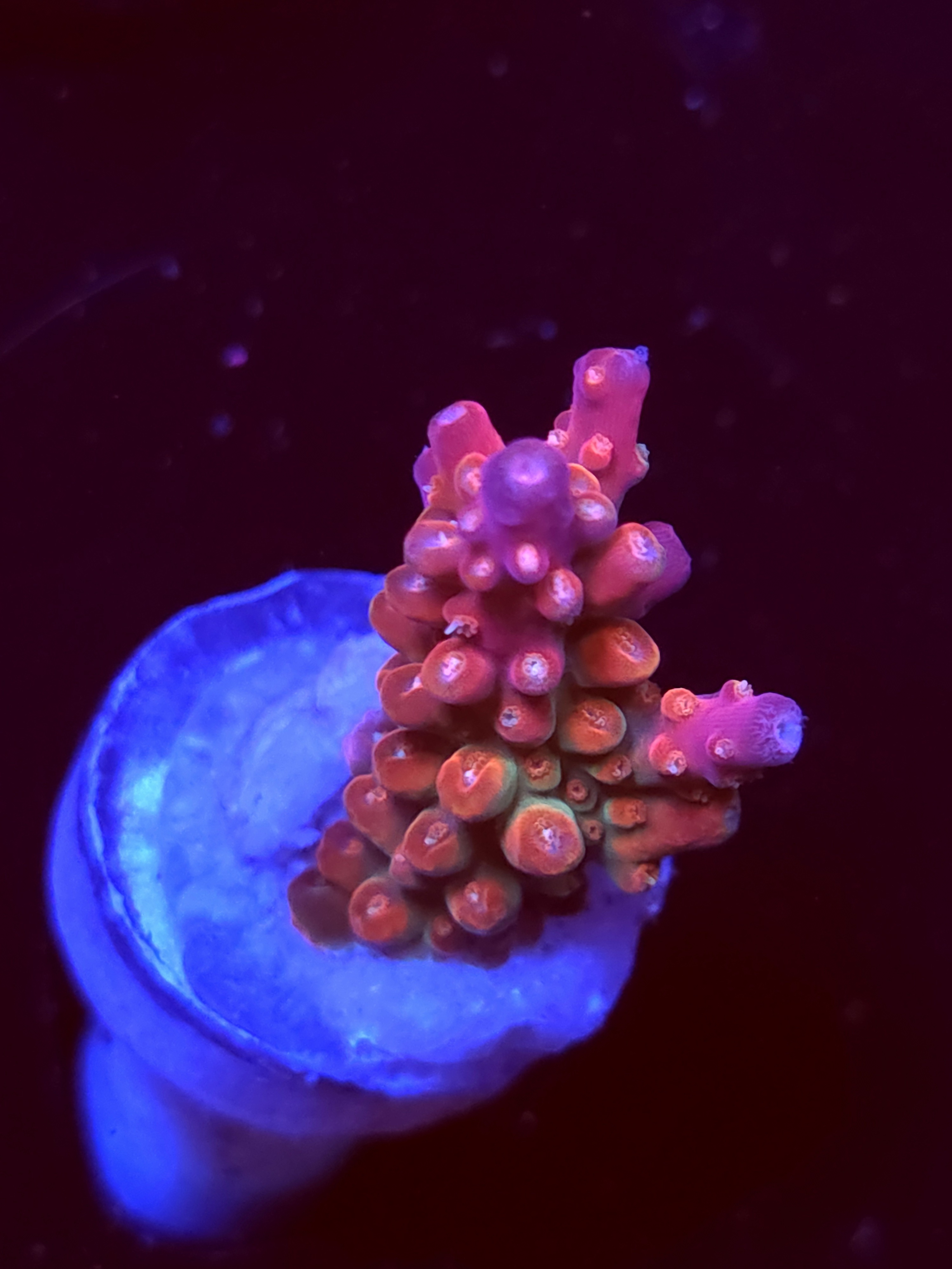 SBB "Afterburner" Acro Small Branch