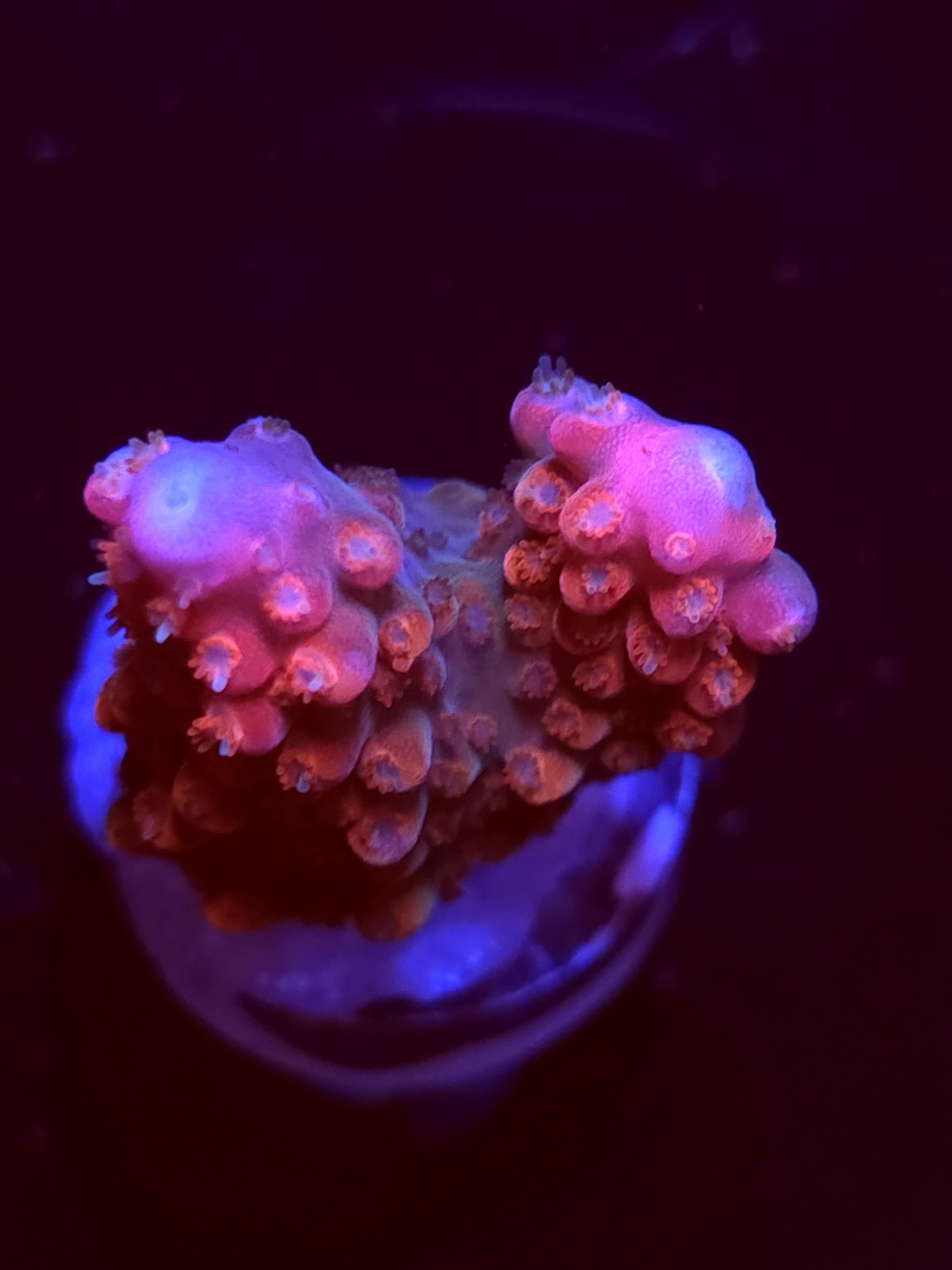 SBB "Afterburner" Acro Medium 2 Branch