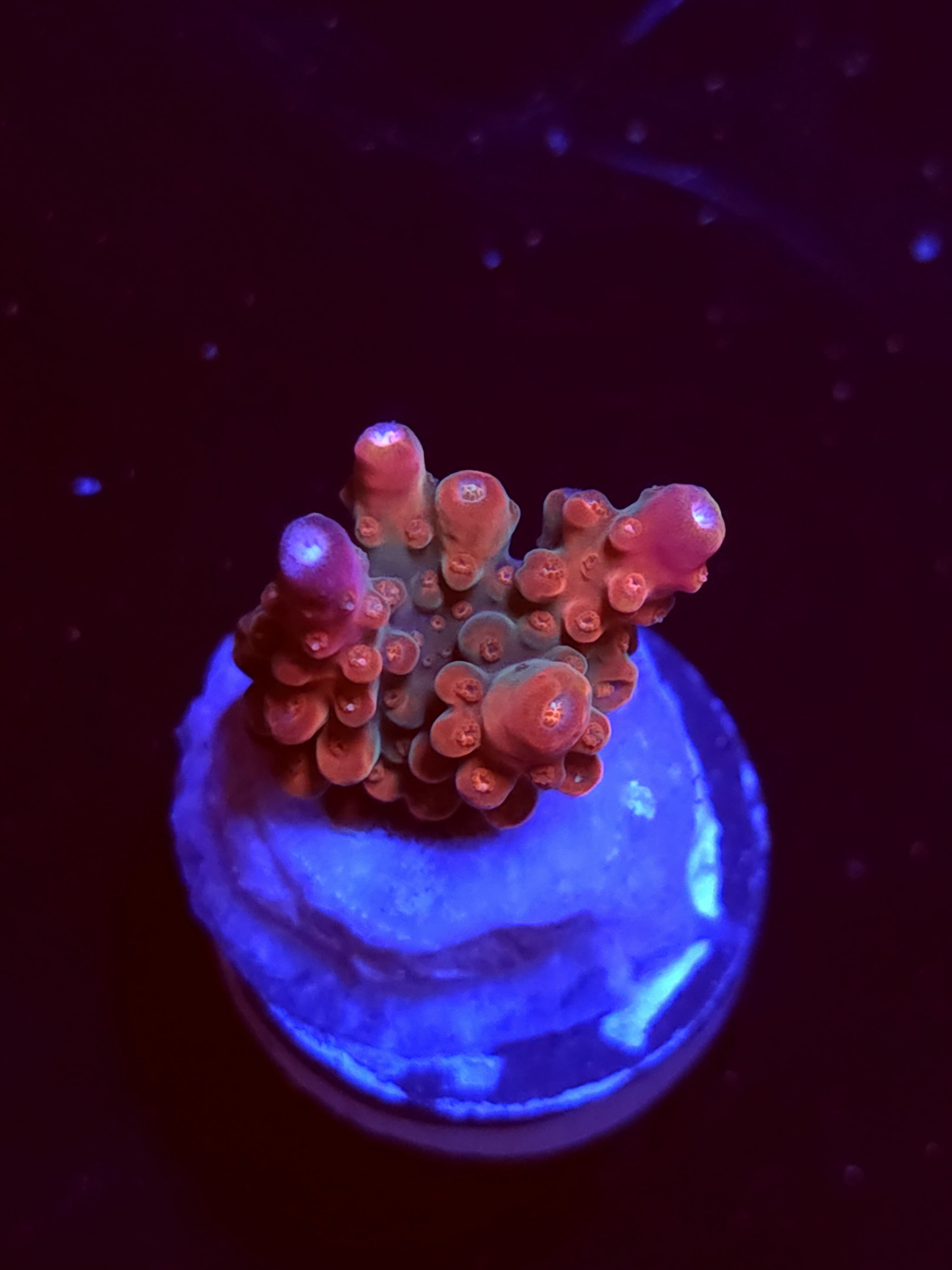 SBB "Mystery Signature" Acro Small Chunk