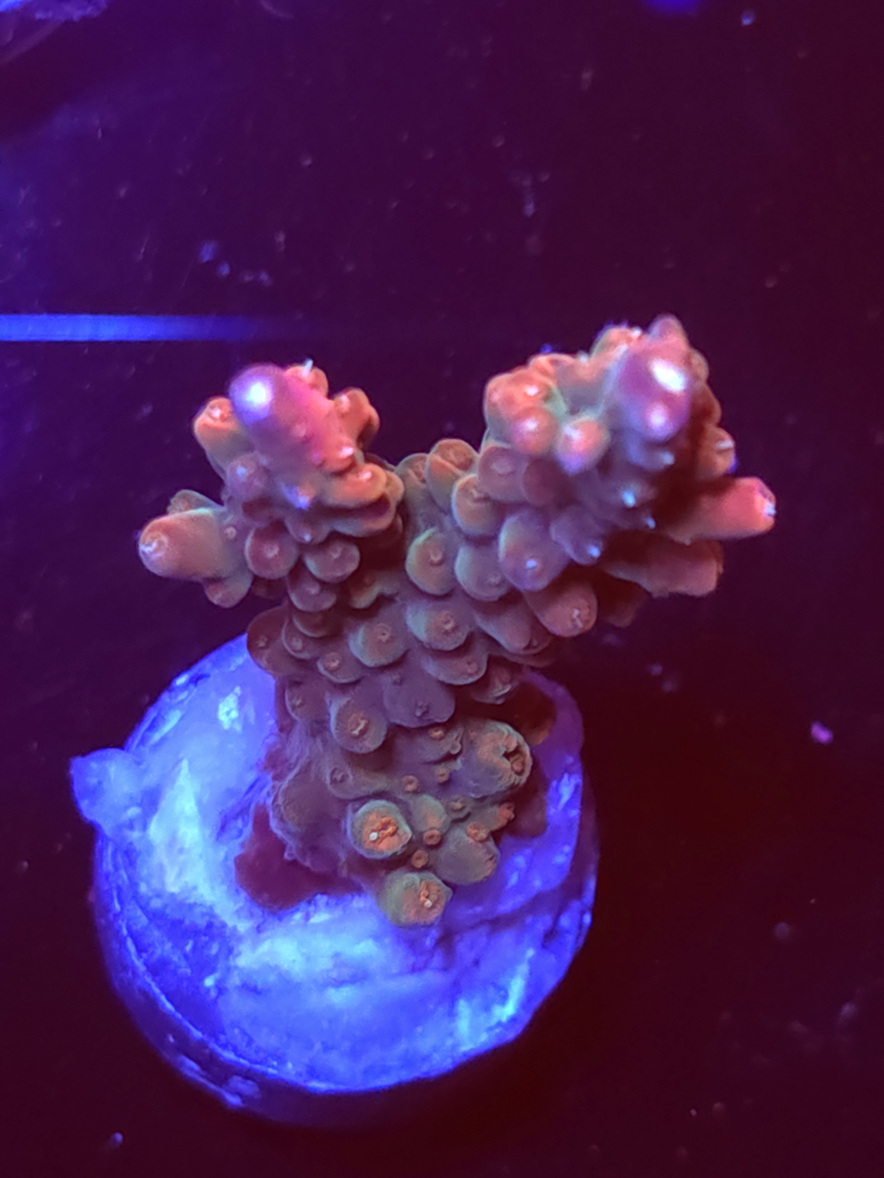 SBB "Afterburner" Acro Medium 2 Branch