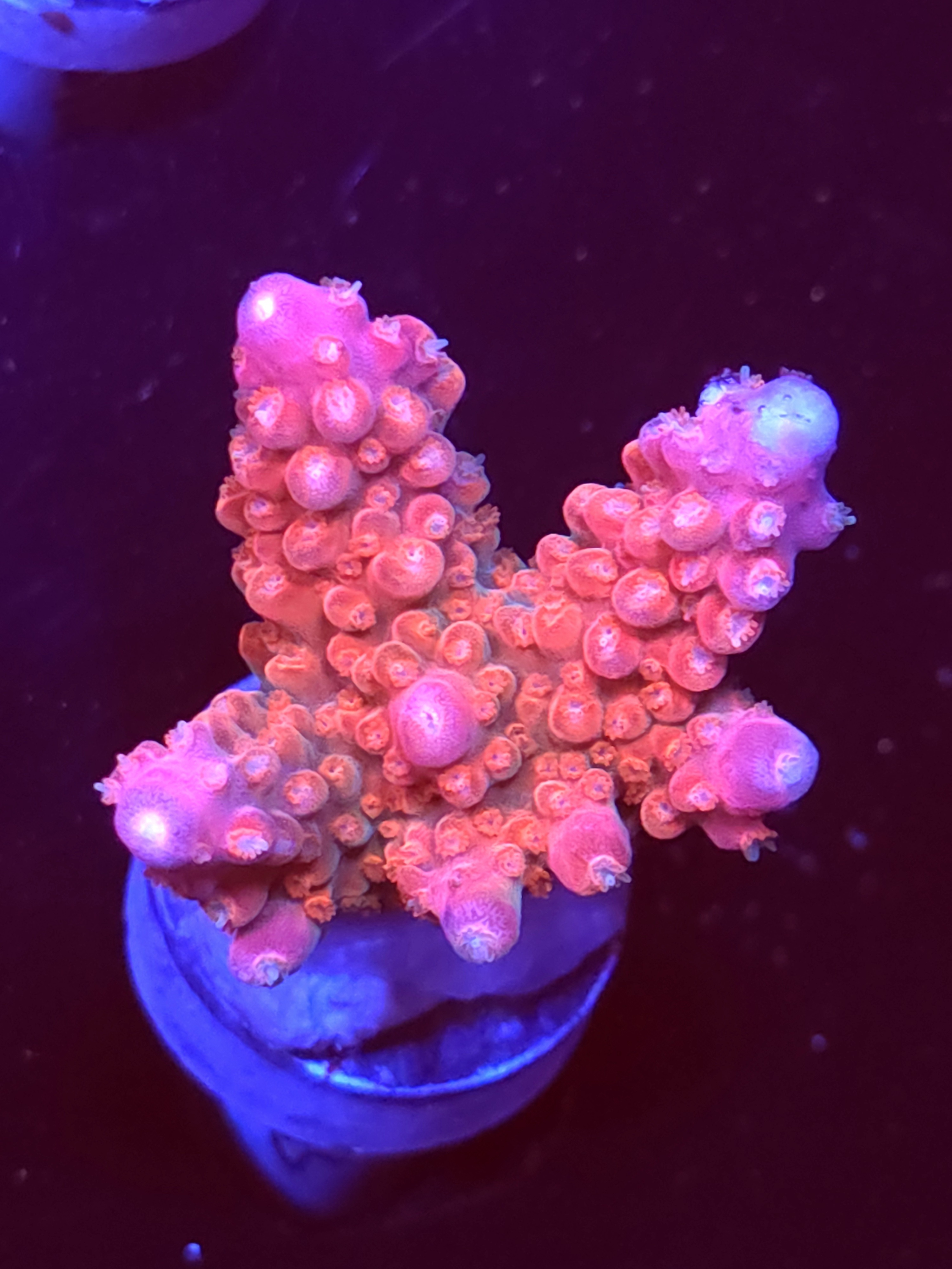 SBB "Afterburner" Acro Medium Multibranch