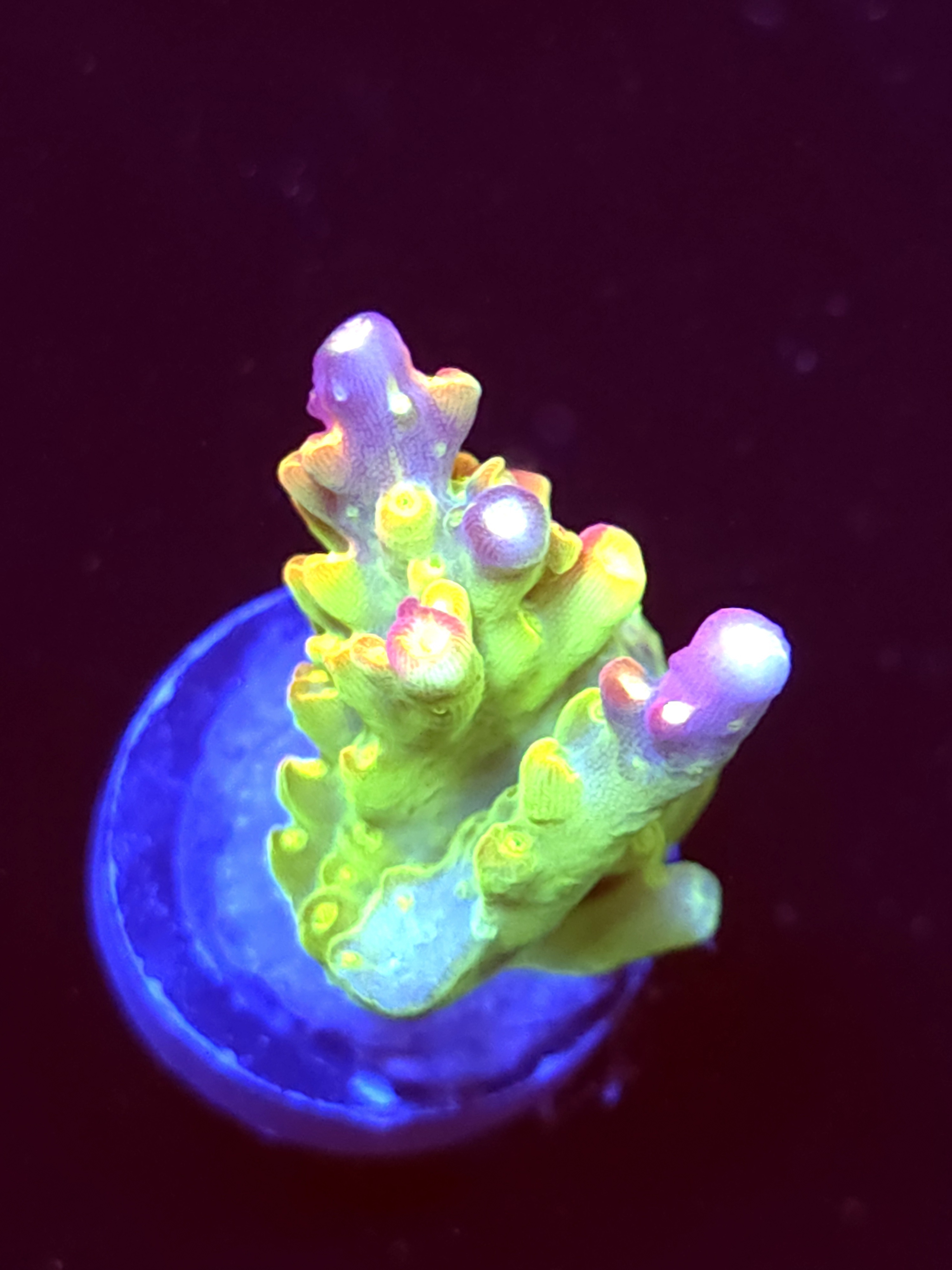 SBB "Yellow Fever" Acro Medium Chunky