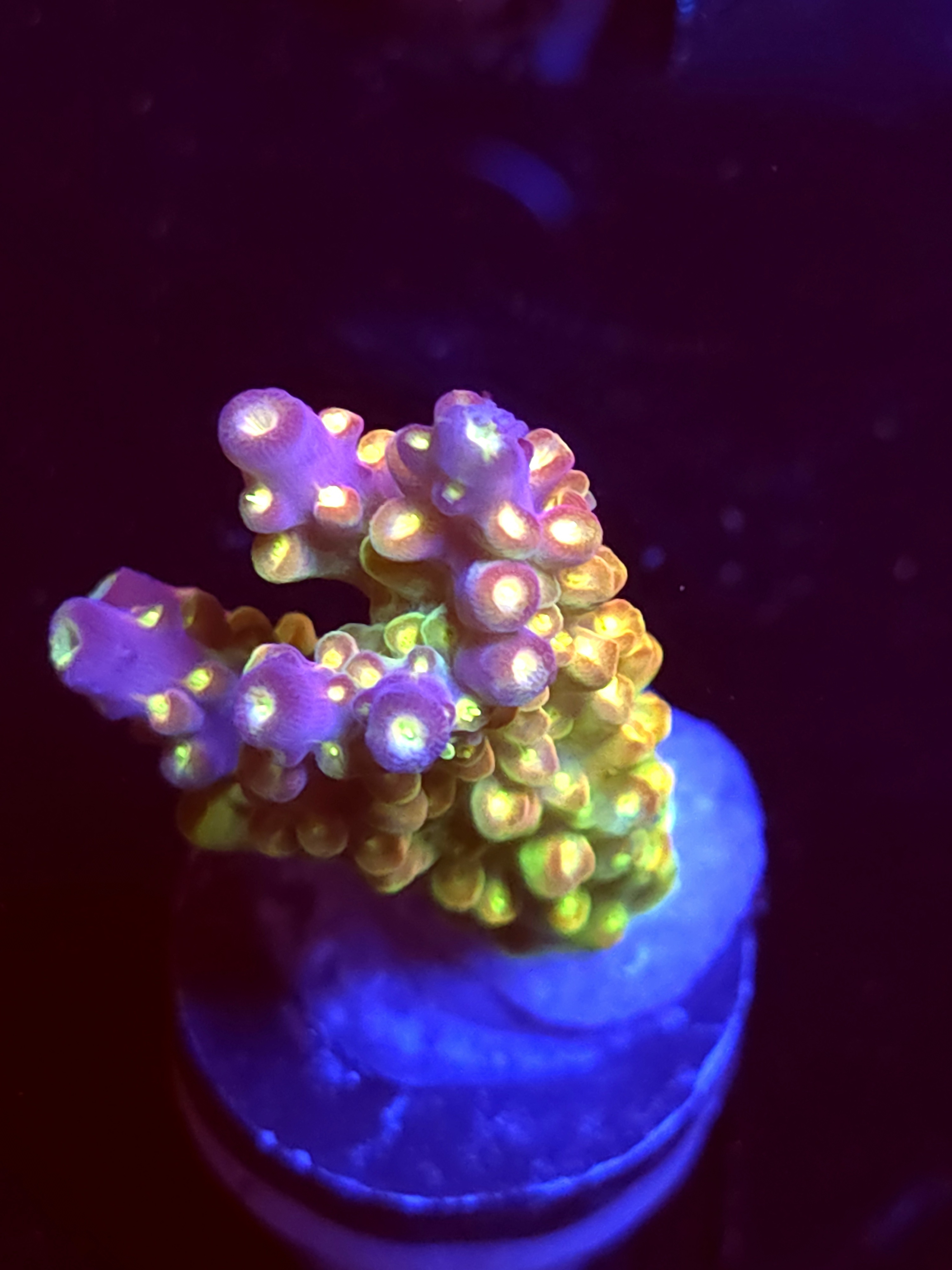 SBB "Mystery Signature" Acro Medium Branch