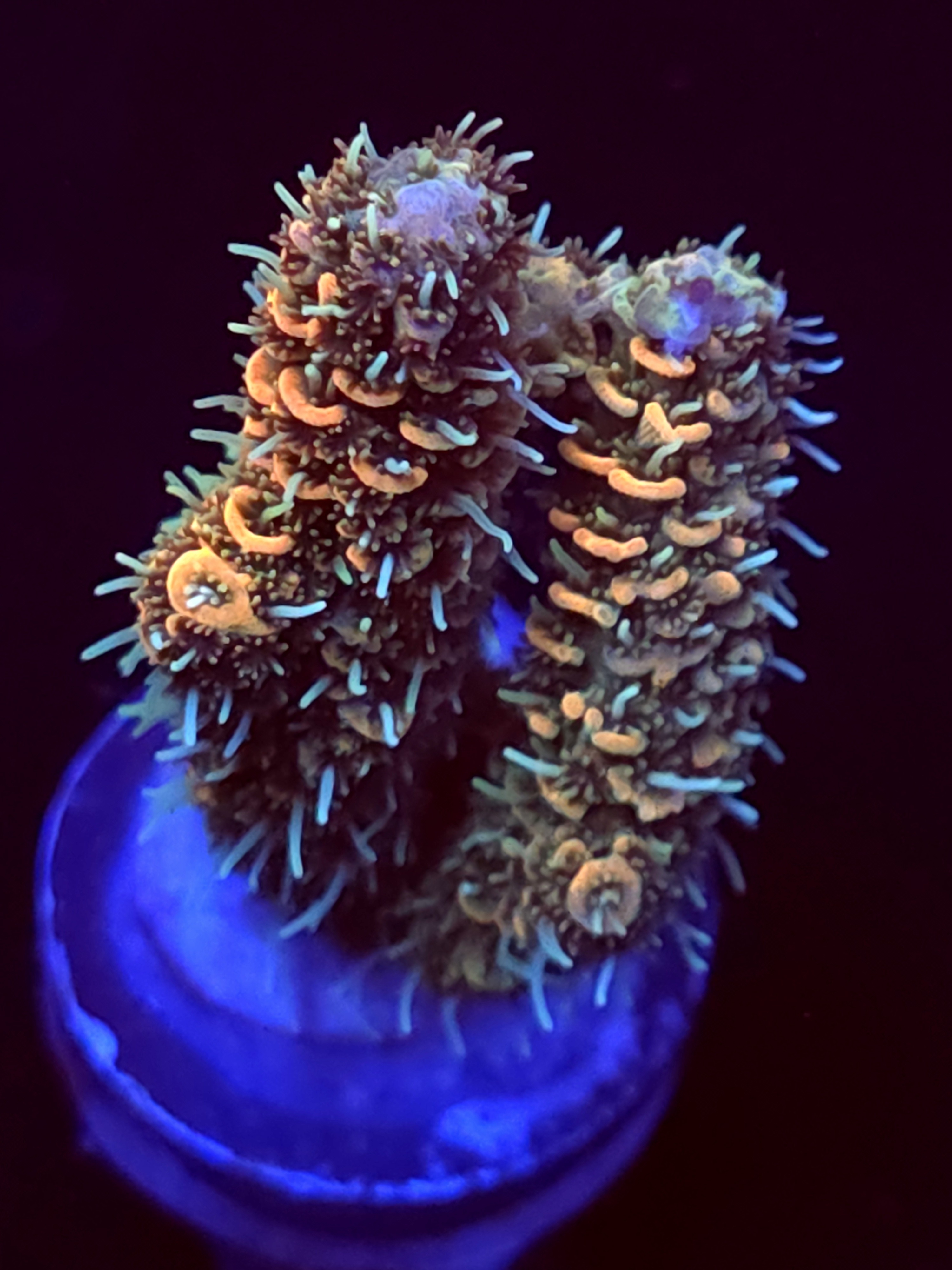 SBB "Orange Blast" Acro Medium 2 Branch