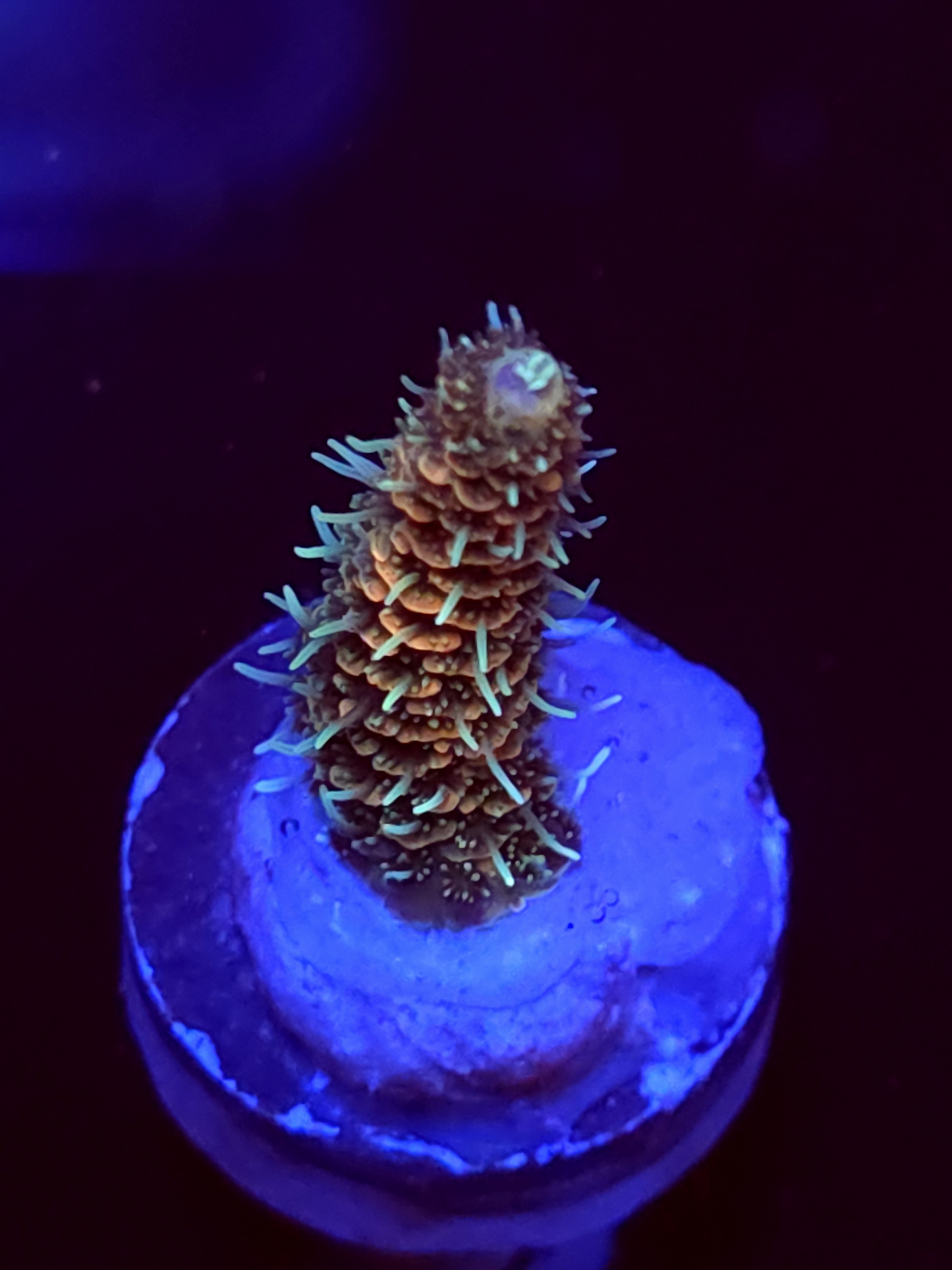 SBB "Orange Blast" Acro Small Branch