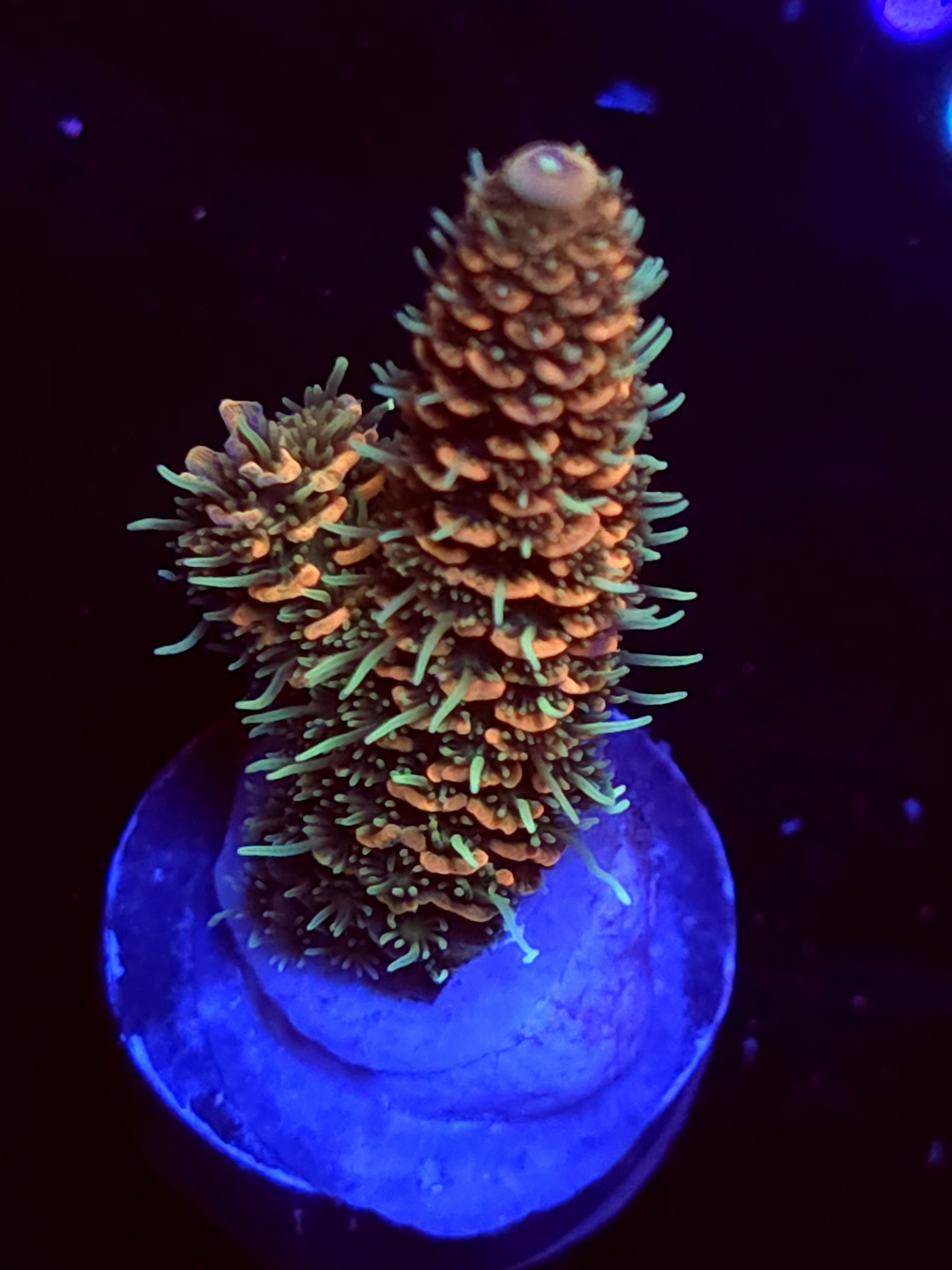 SBB "Mystery Signature" Acro Medium Branch