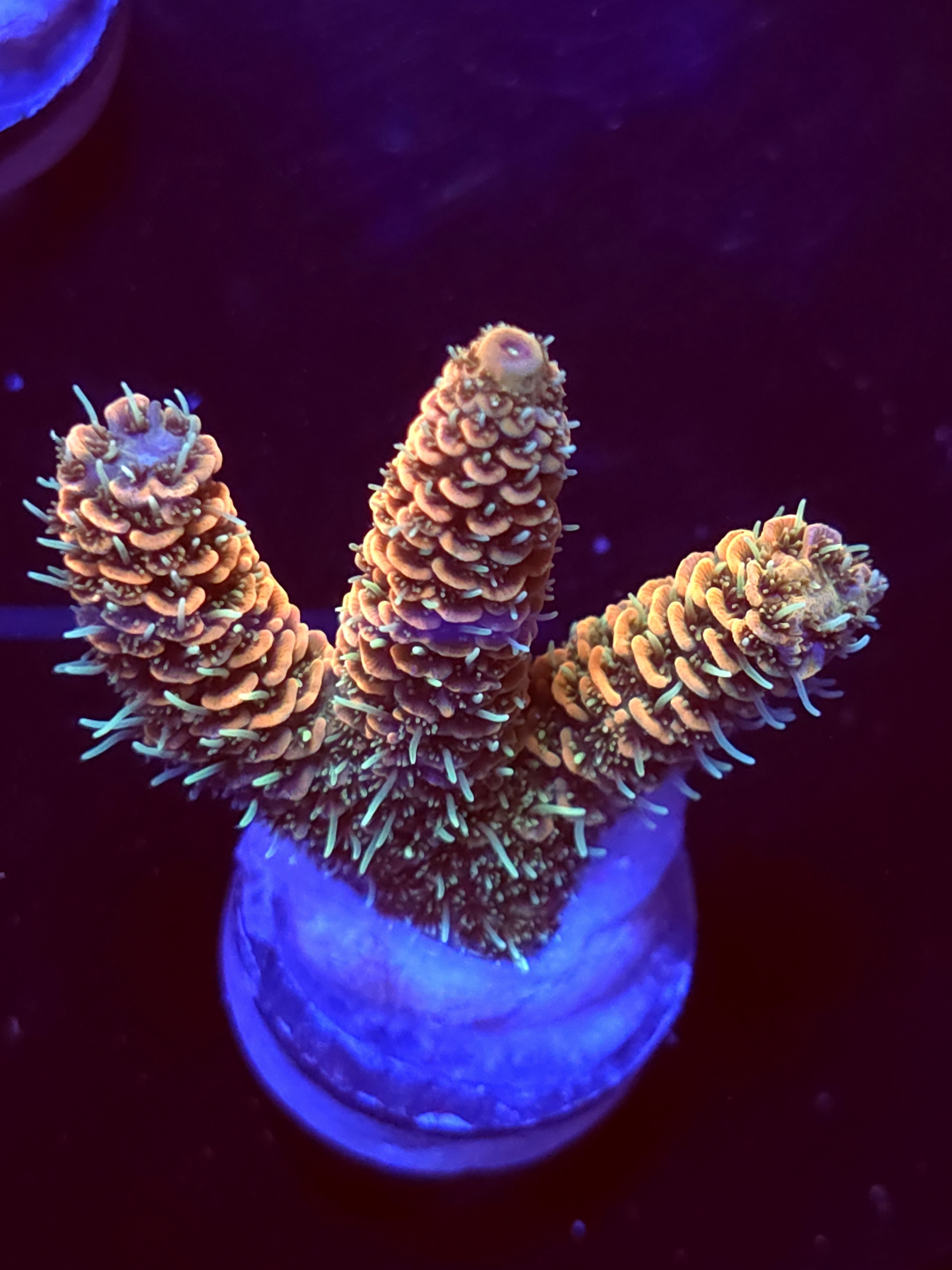 SBB "Orange Blast" Acro Medium 3 Branch