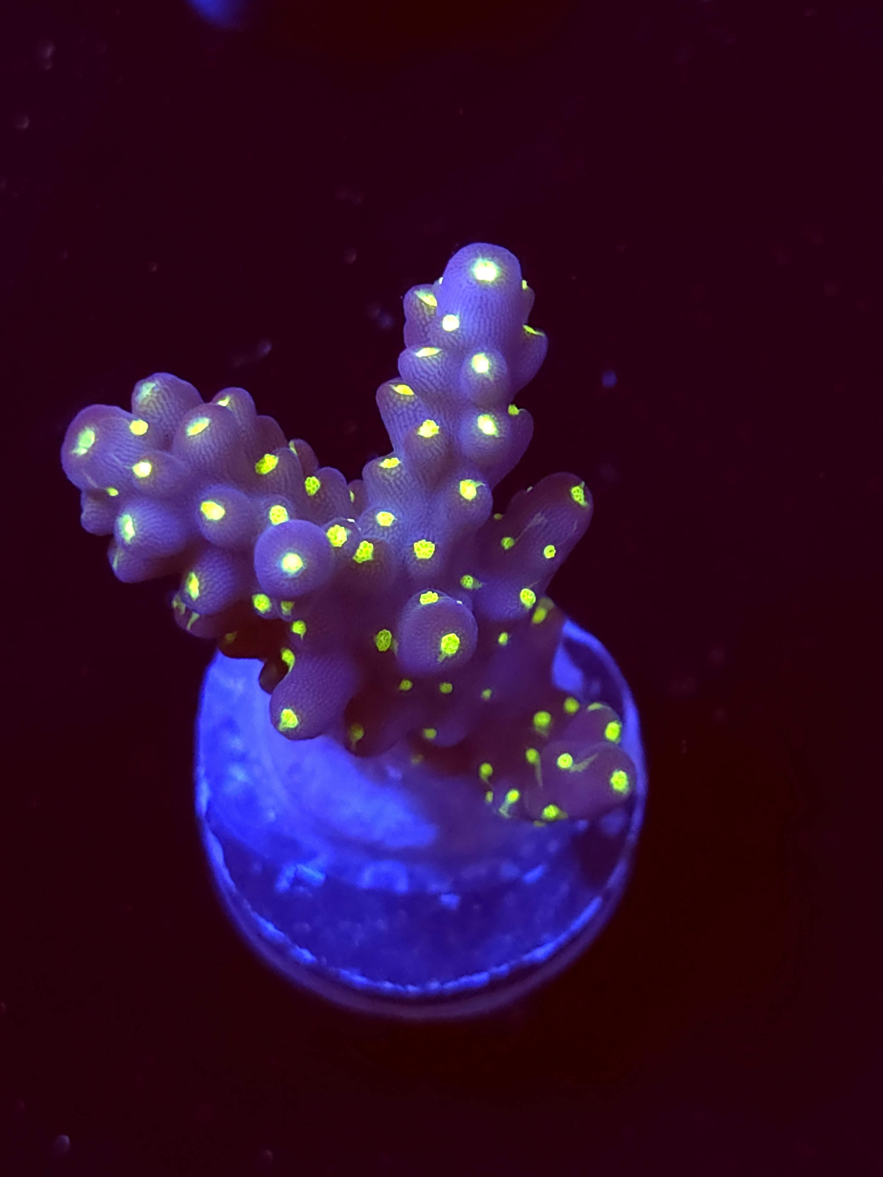 SBB "Light Saber" Acro Medium 2 Branch