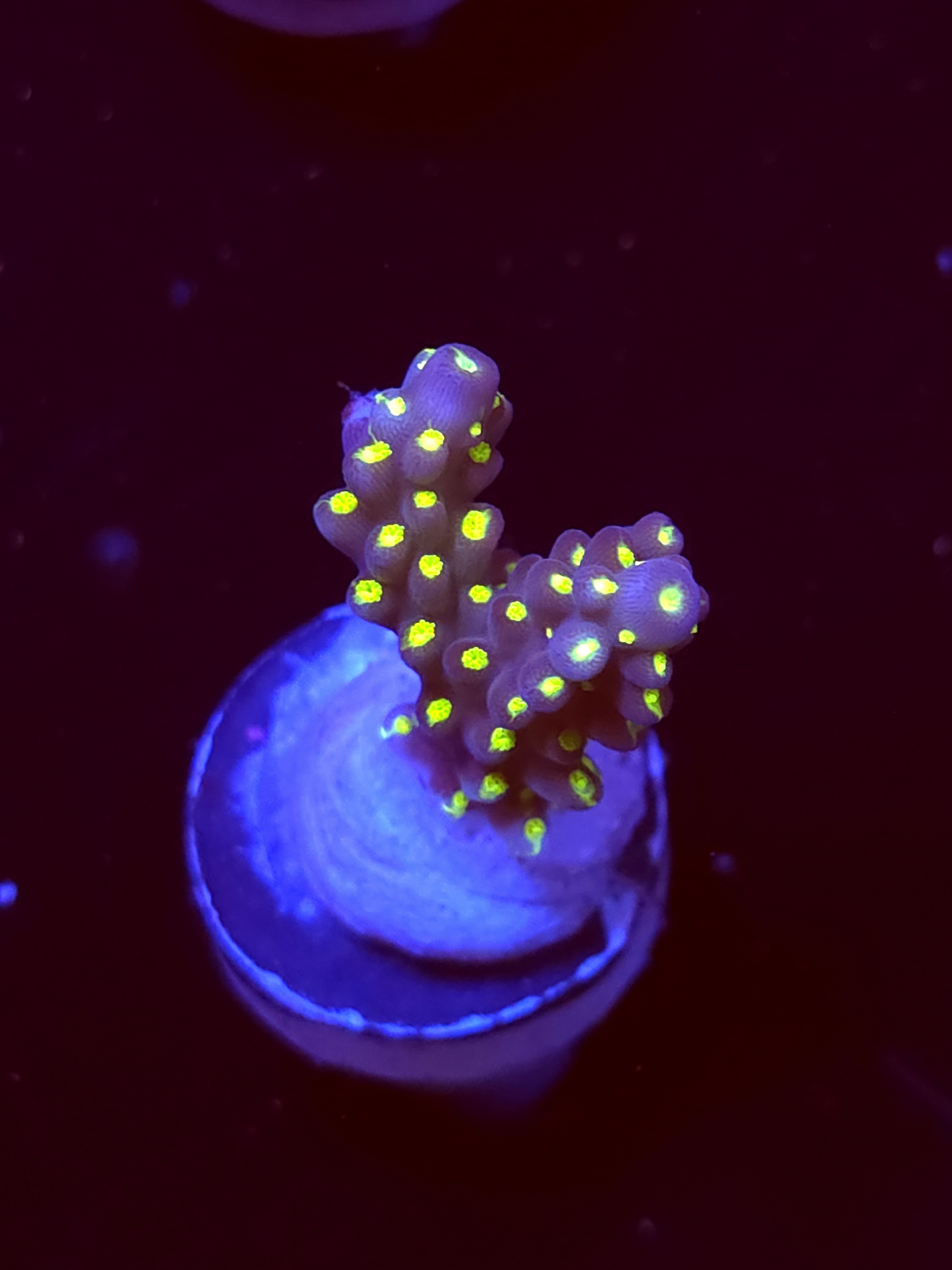 SBB "Light Saber" Acro Small 2 Branch