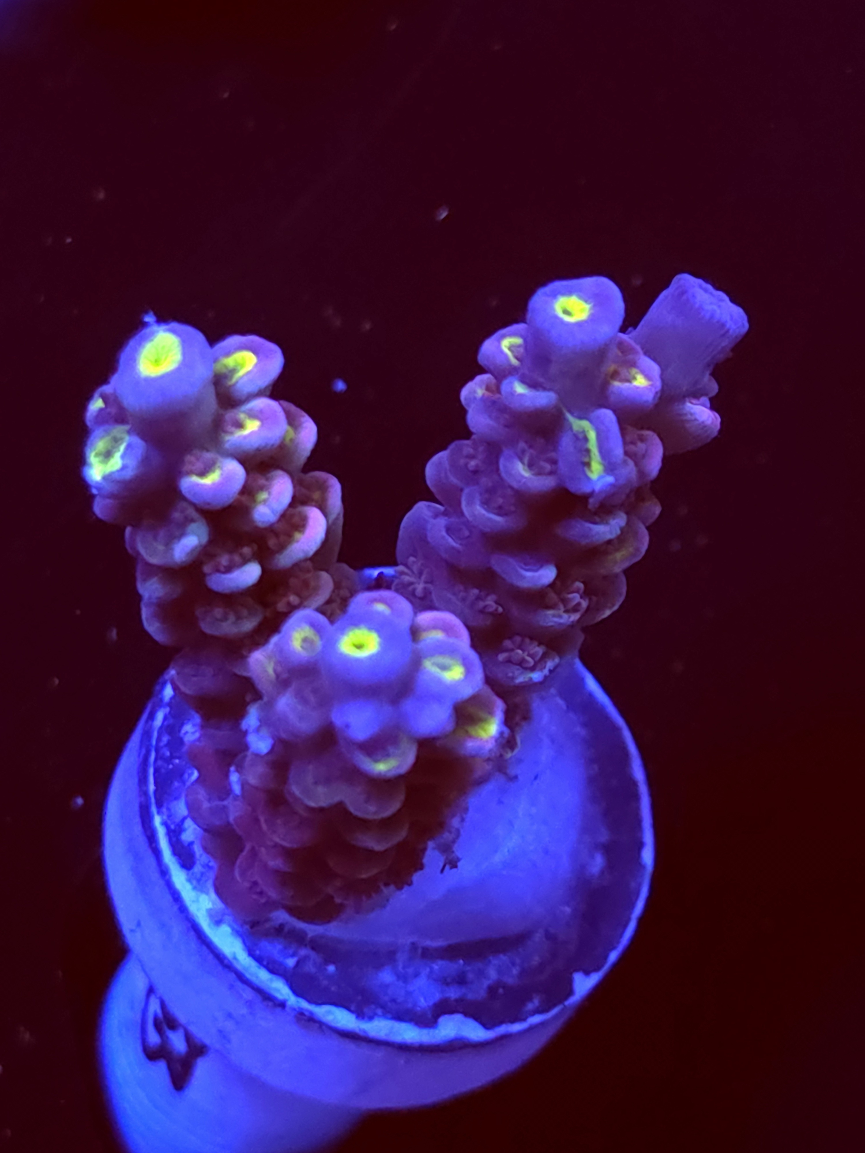 SBB " Solar Reef" Acro Medium 3 Branch