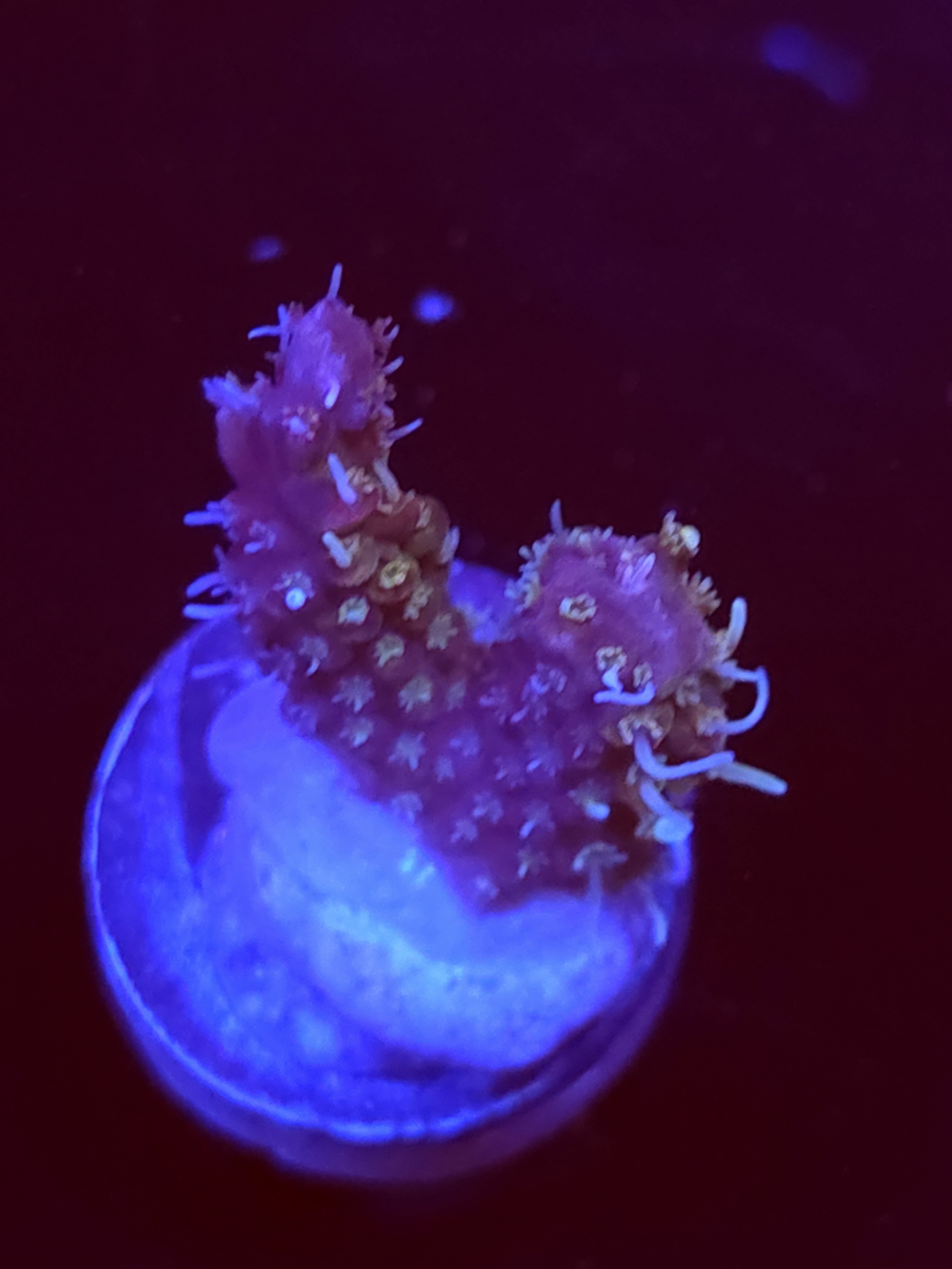 SBB "Pinky The Bear" Acro Small 2 Branch