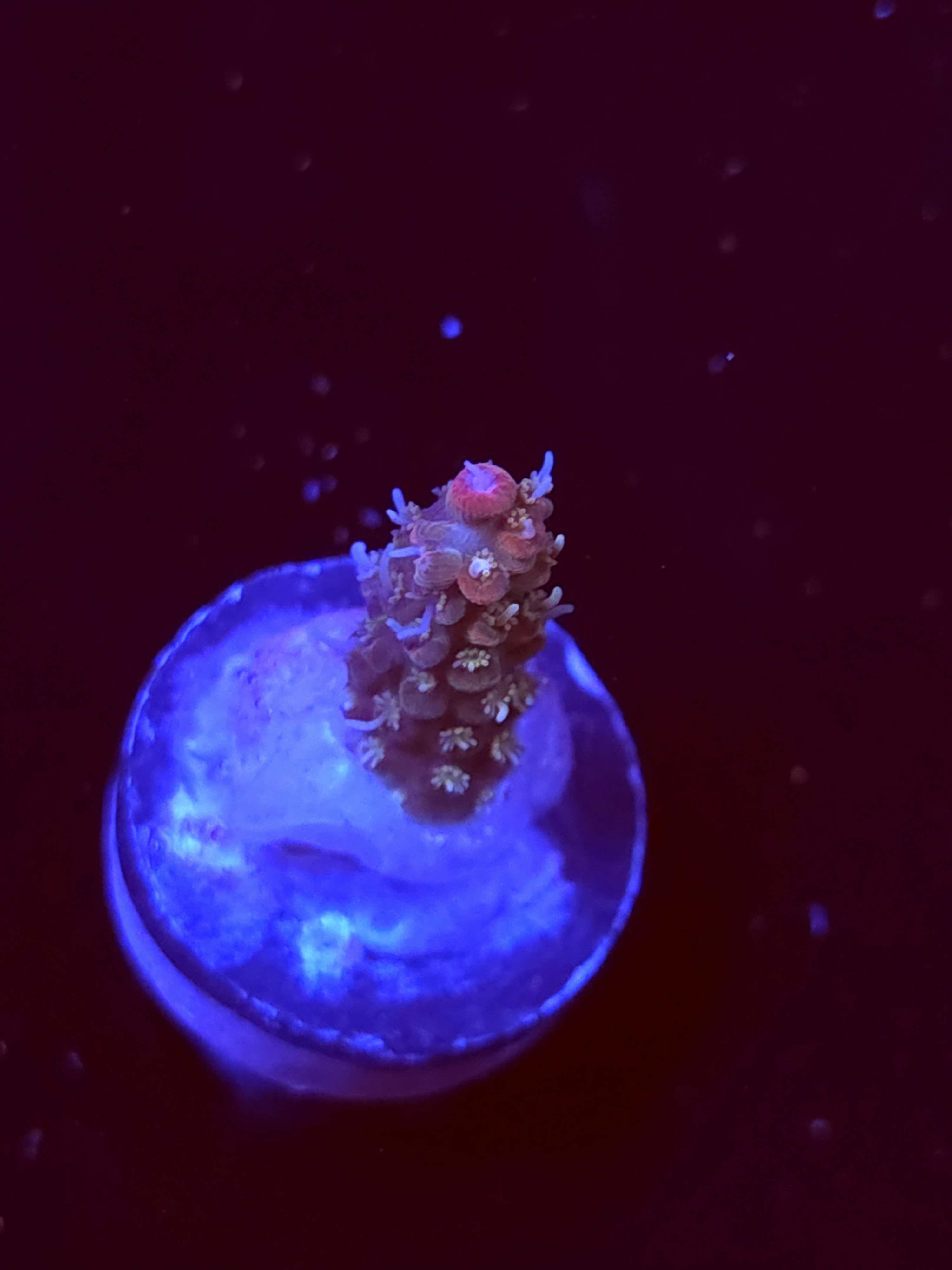 SBB "Pinky The Bear" Acro Small Branch