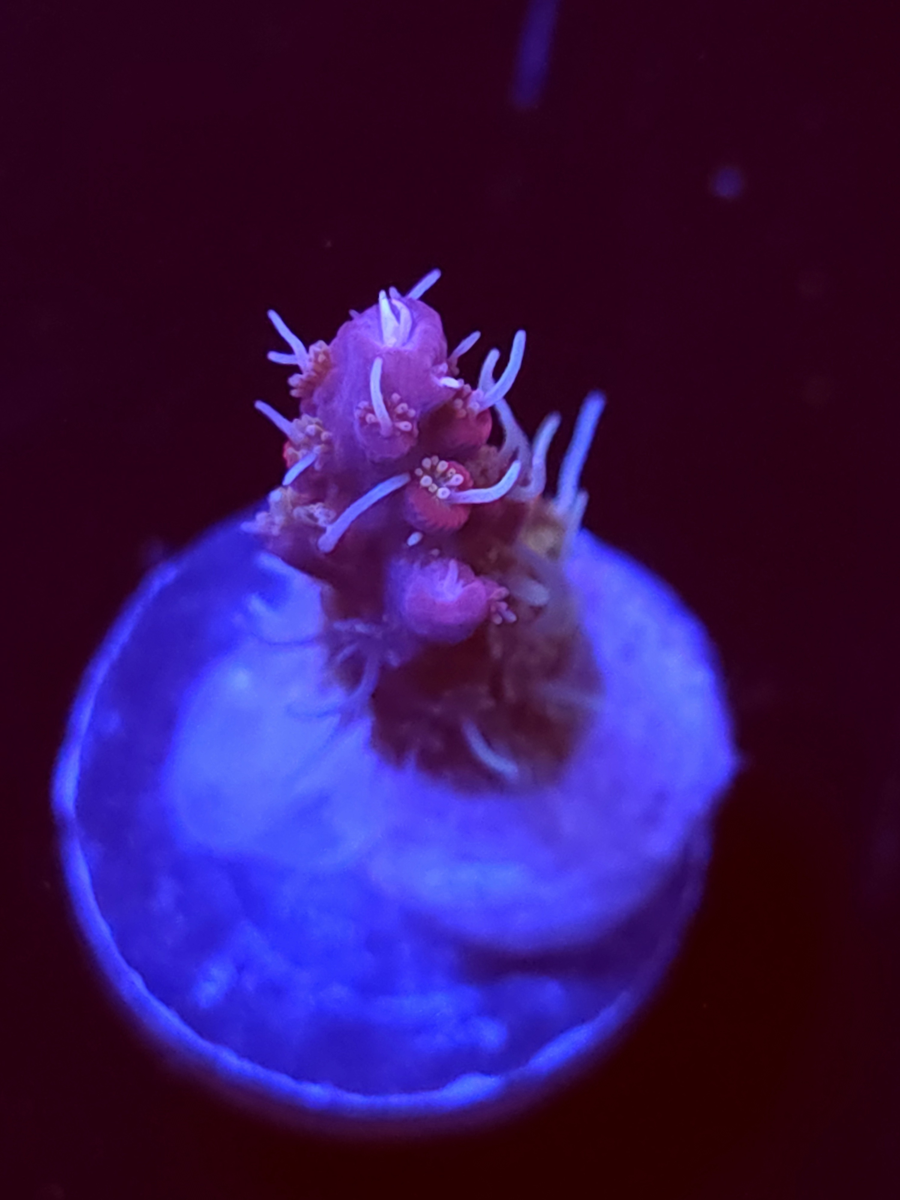 SBB "Pinky The Bear" Acro Medium Branch