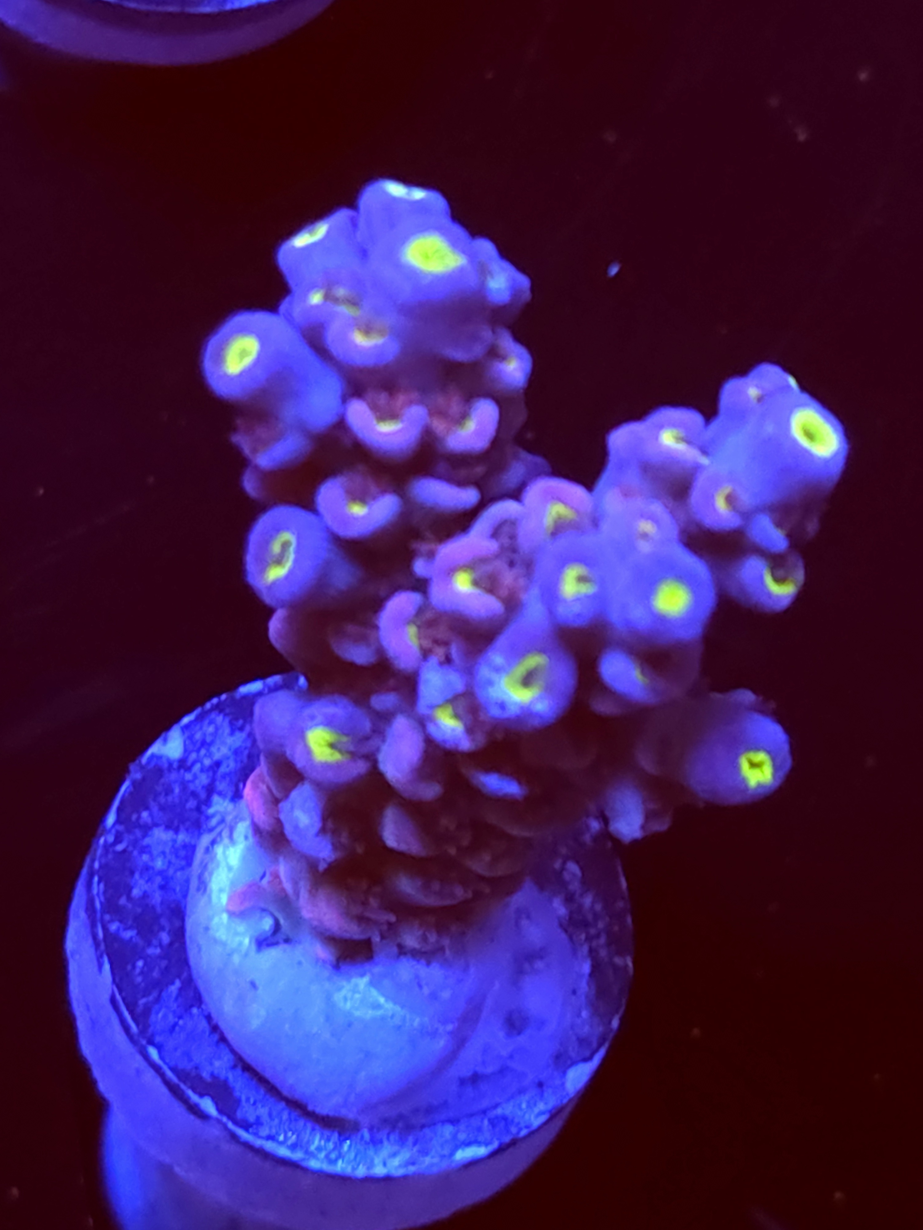 SBB " Solar Reef" Acro Medium 2 Branch