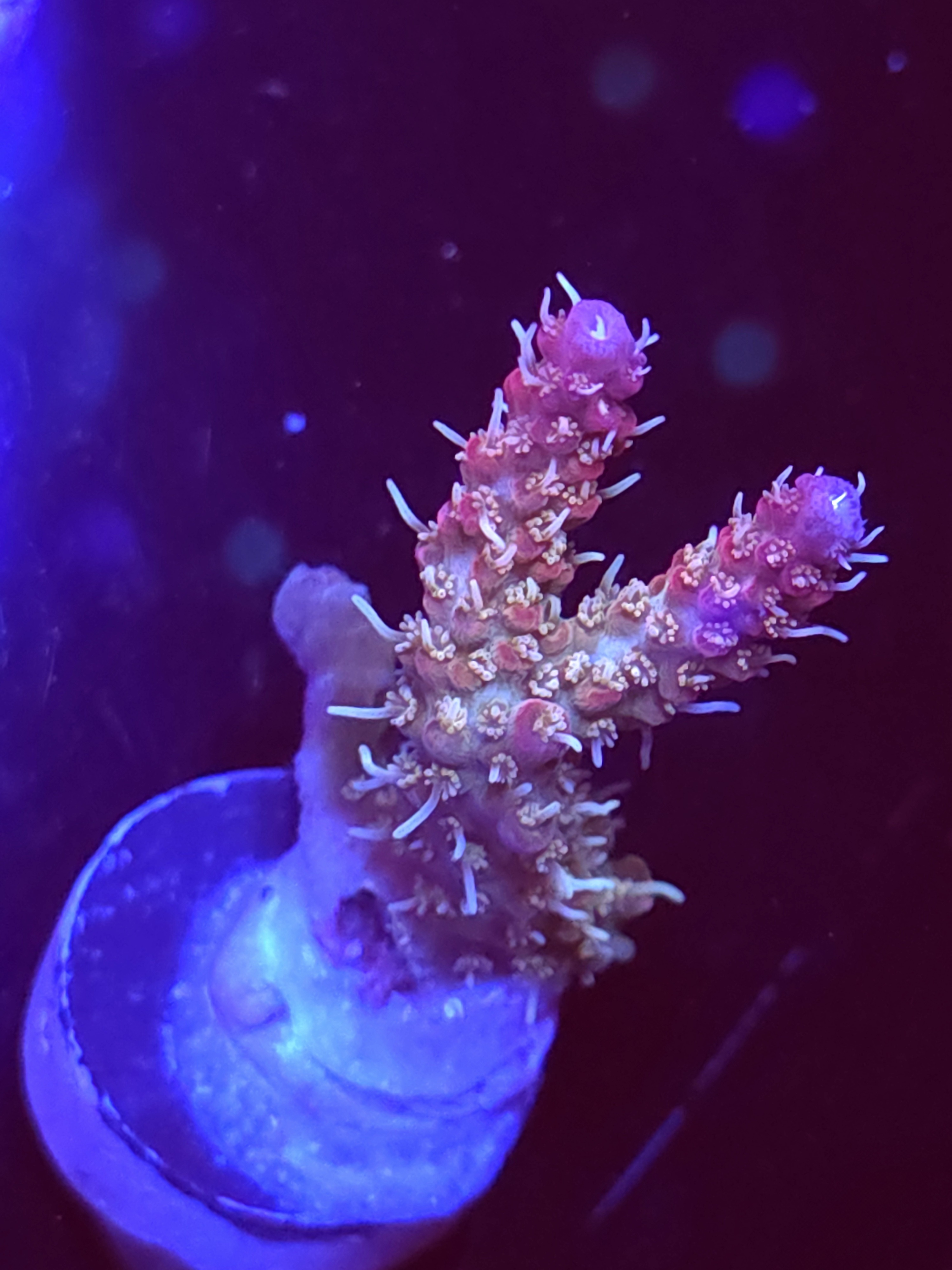 SBB "Mystery Signature" Acro Medium 2 Branch